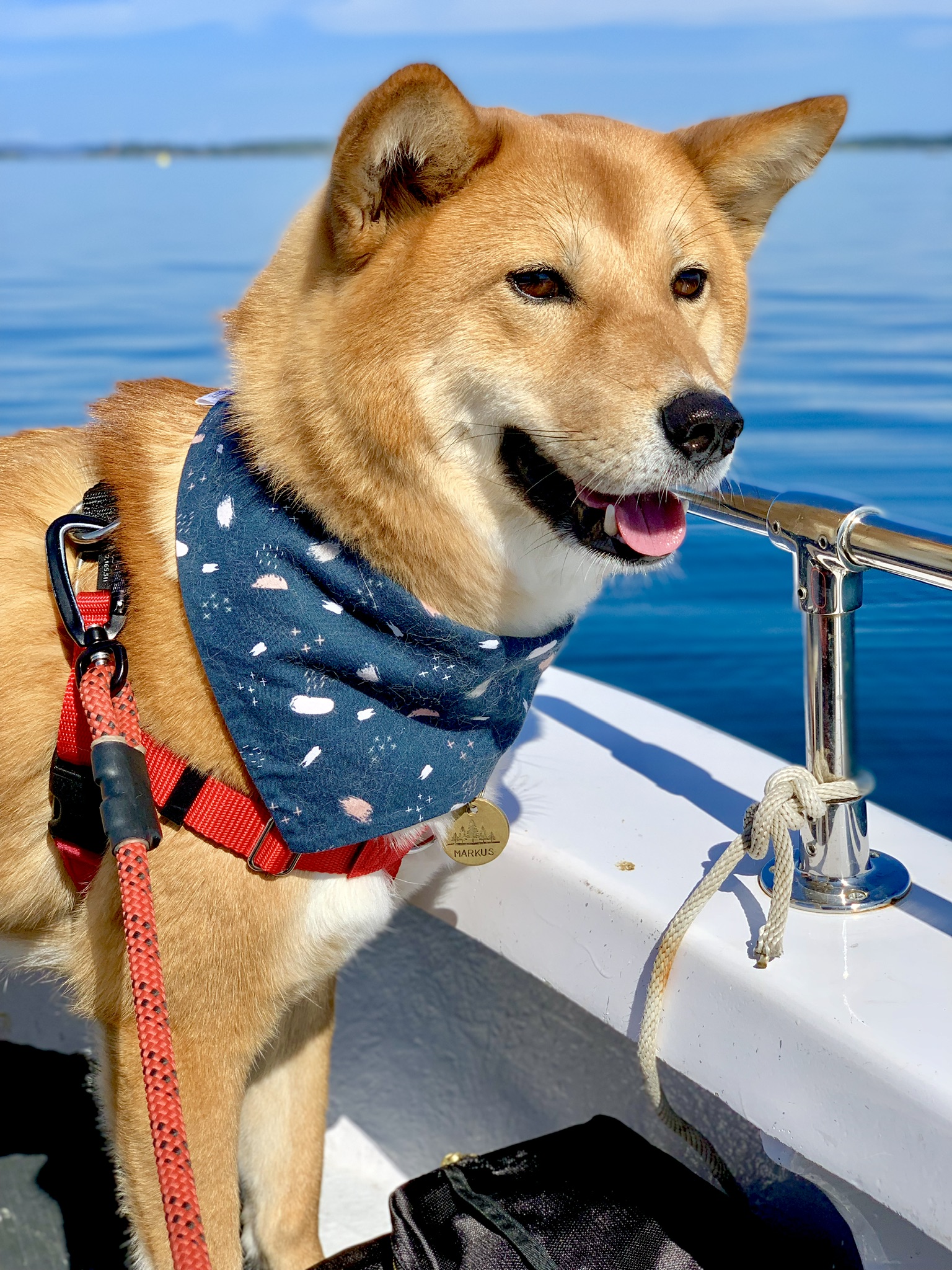 The Ring Dog & the Vancouver Island Visit