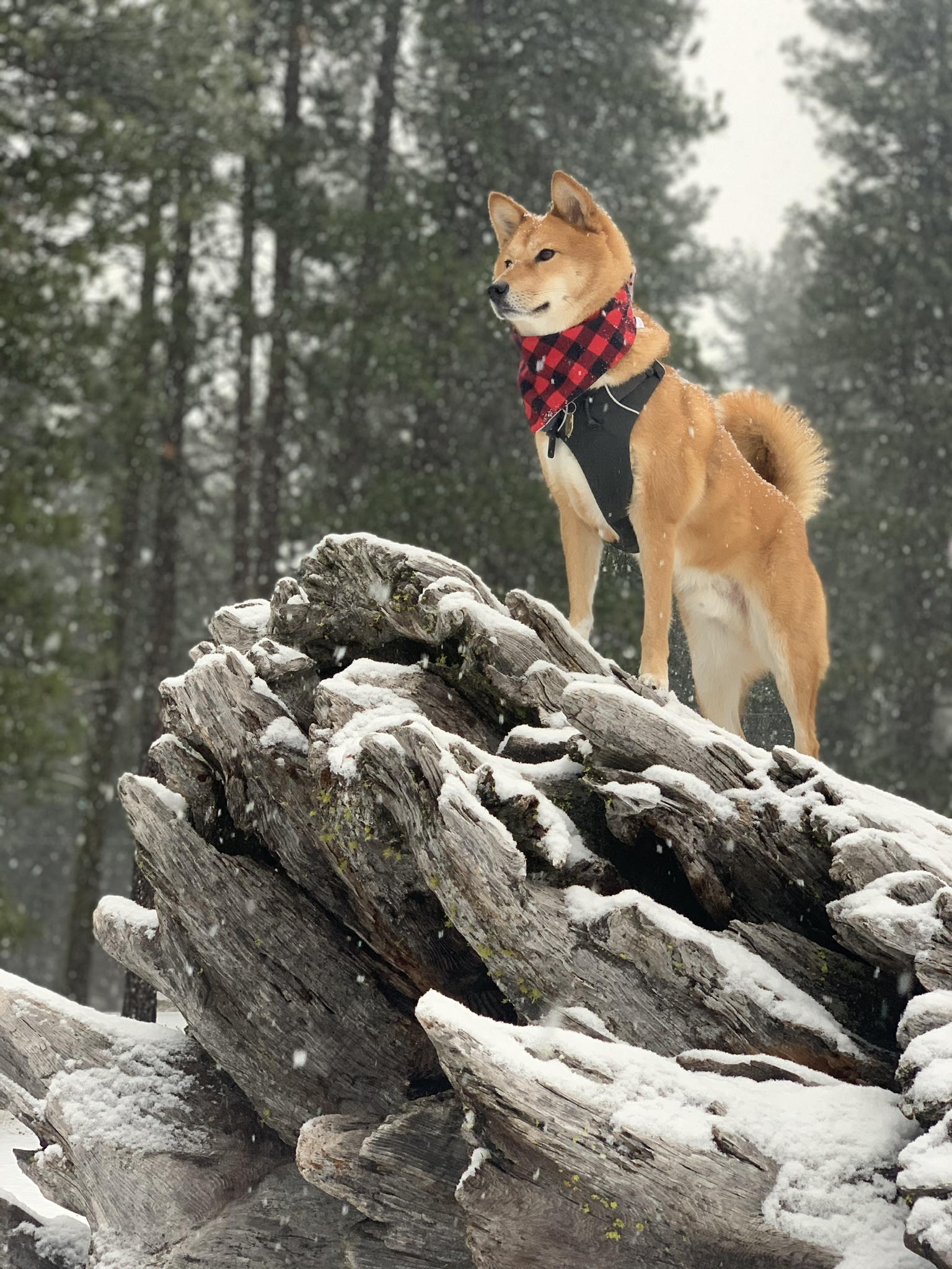 Markus pretending he’s the king of the Pacific Northwest on a log in  Lake Wenatchee, Washington