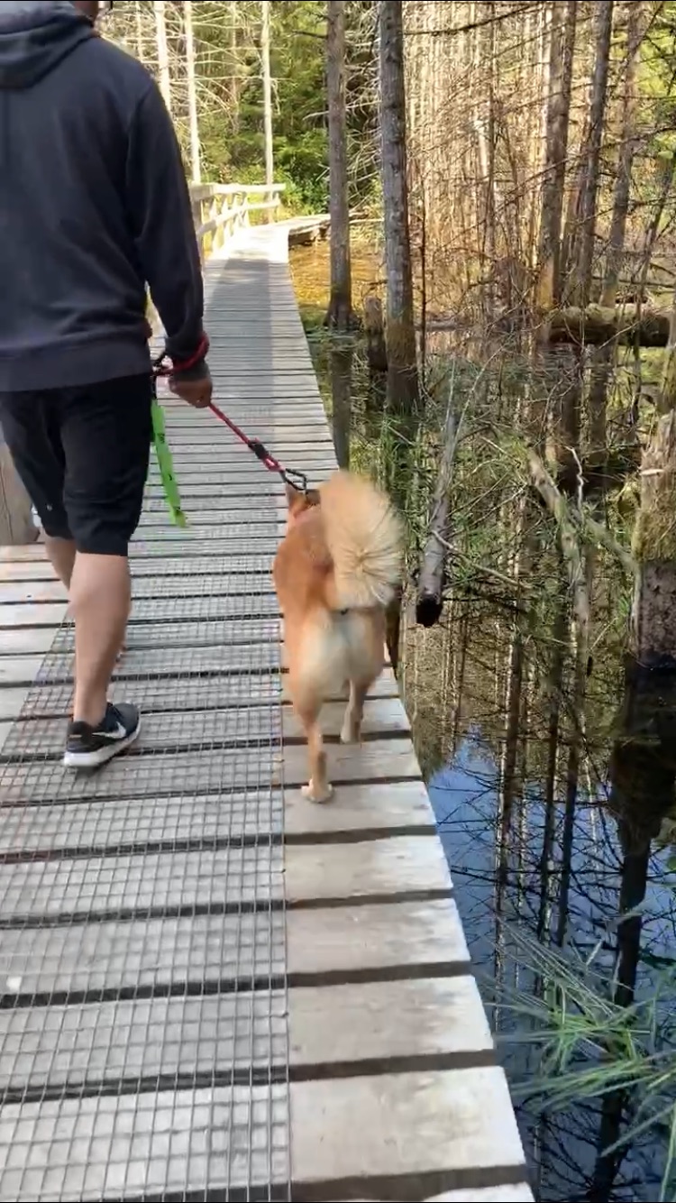 Markus walking along the man-made bridge on the Smuggler Cove hike in British Columbia