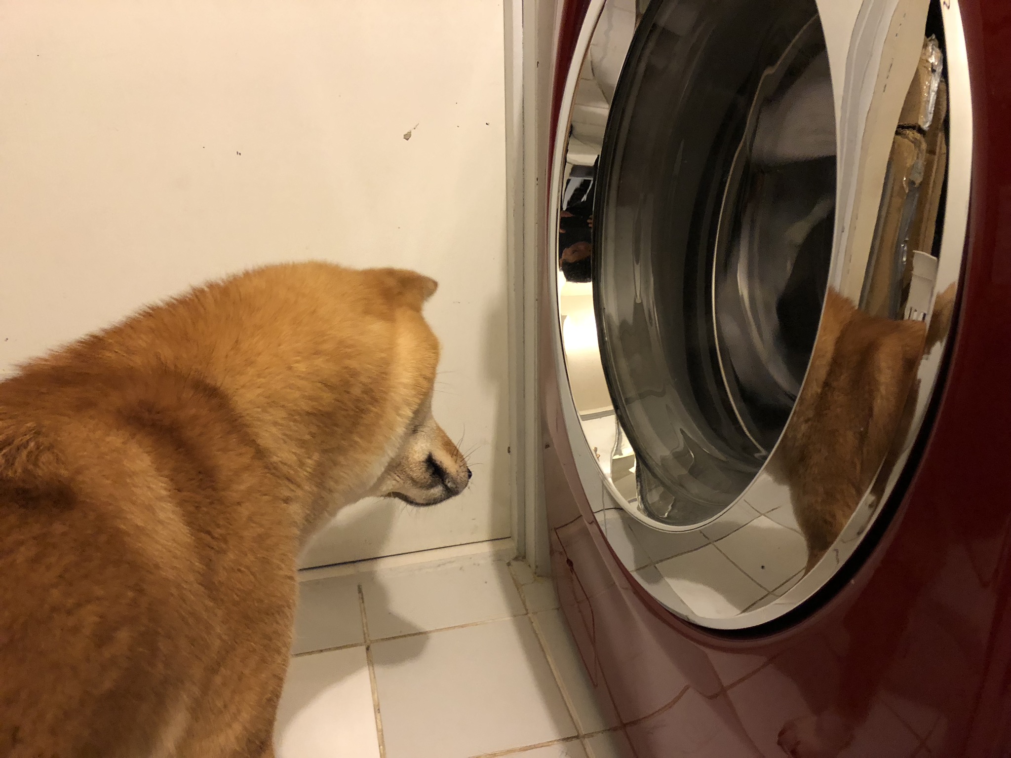 Markus looking confused at the washing machine spinning around