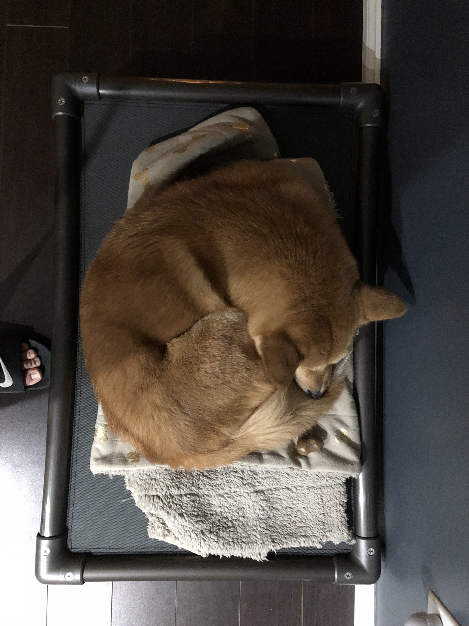 Markus curled up in a Jindonut and on top of his BeneBone