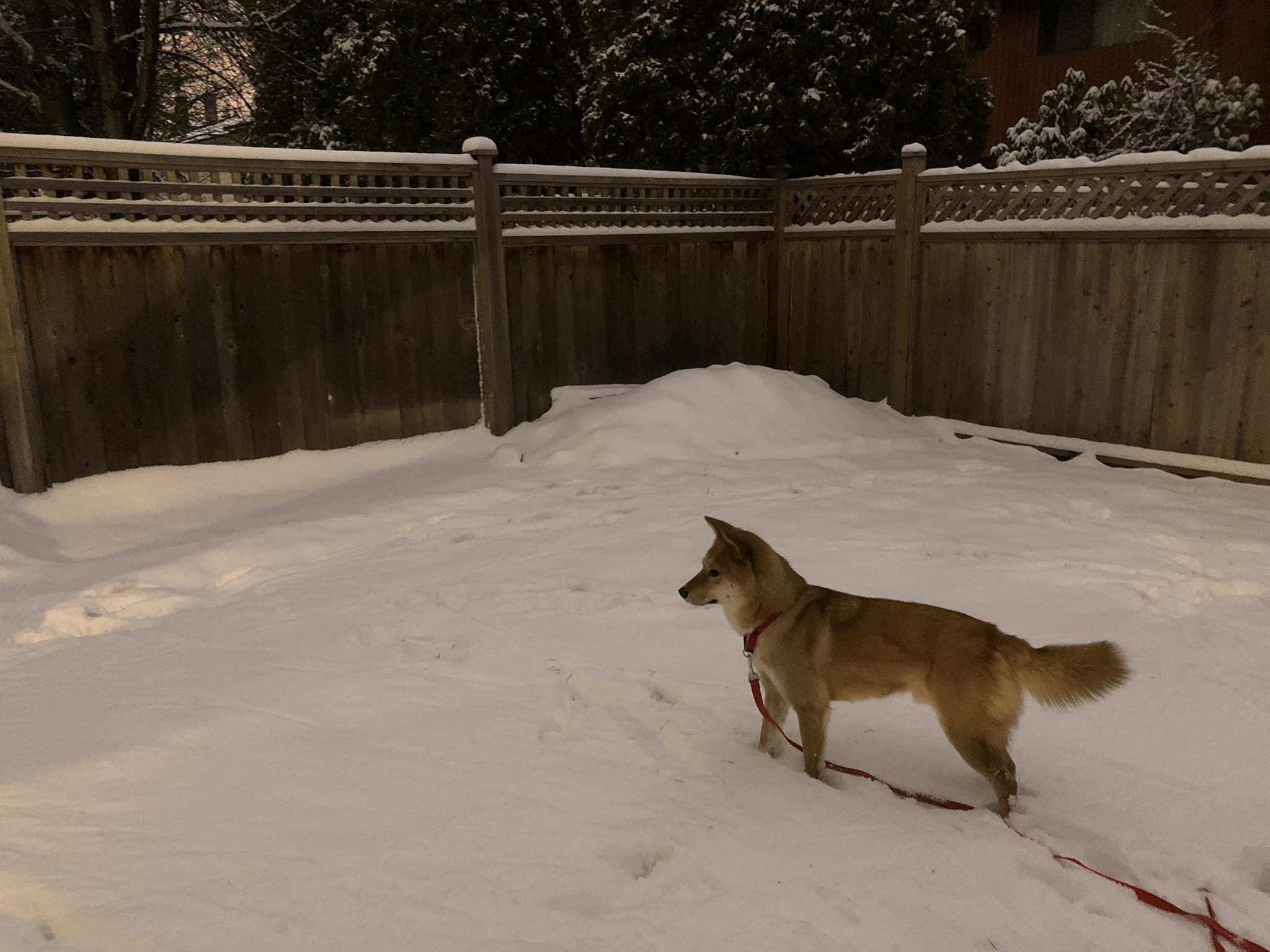 It's Snowing! Starting Doggy School, the Olympic Tweet and Derp Face