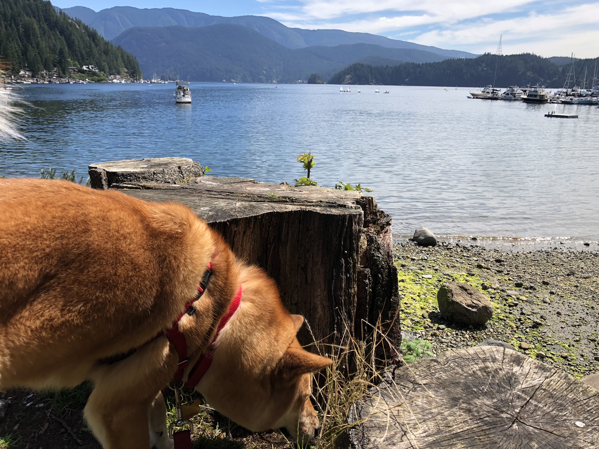 Markus exploring at Deep Cove, North Vancouver