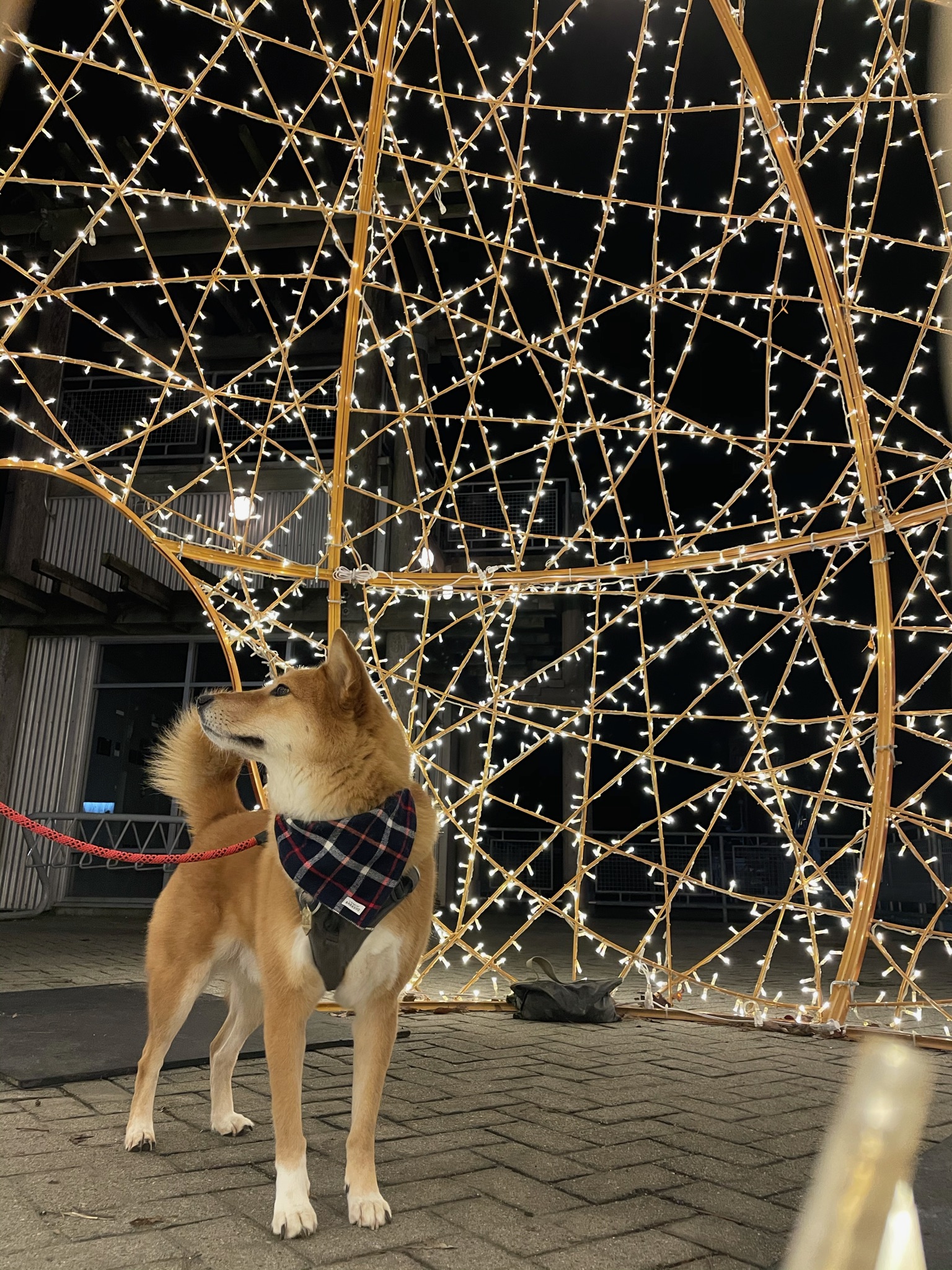 Markus trying to figure out how he’s inside an ornament
