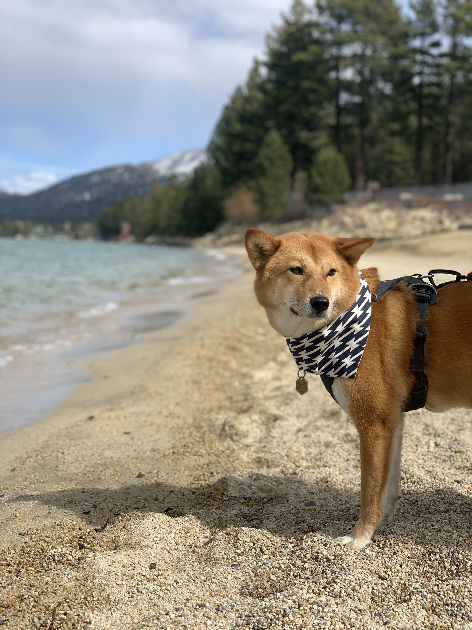 Markus enjoying the view and getting his paws wet at Lake Tahoe