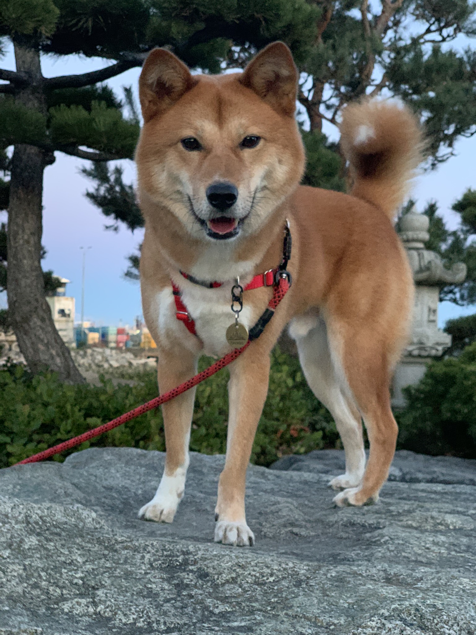 Markus standing on the rocks at the Japanese style memorial garden at Garry Point Park