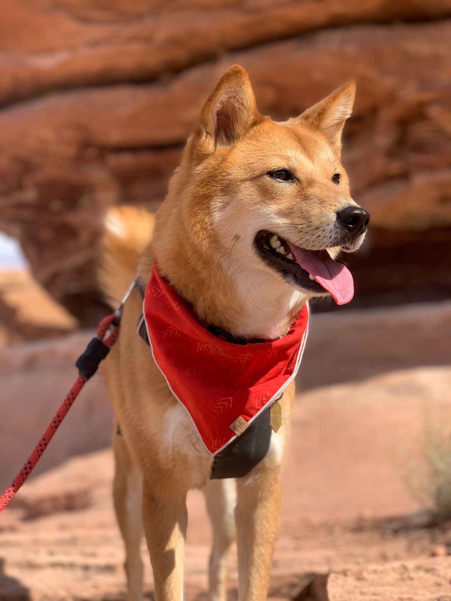 Tips & Tricks about dog bandanas