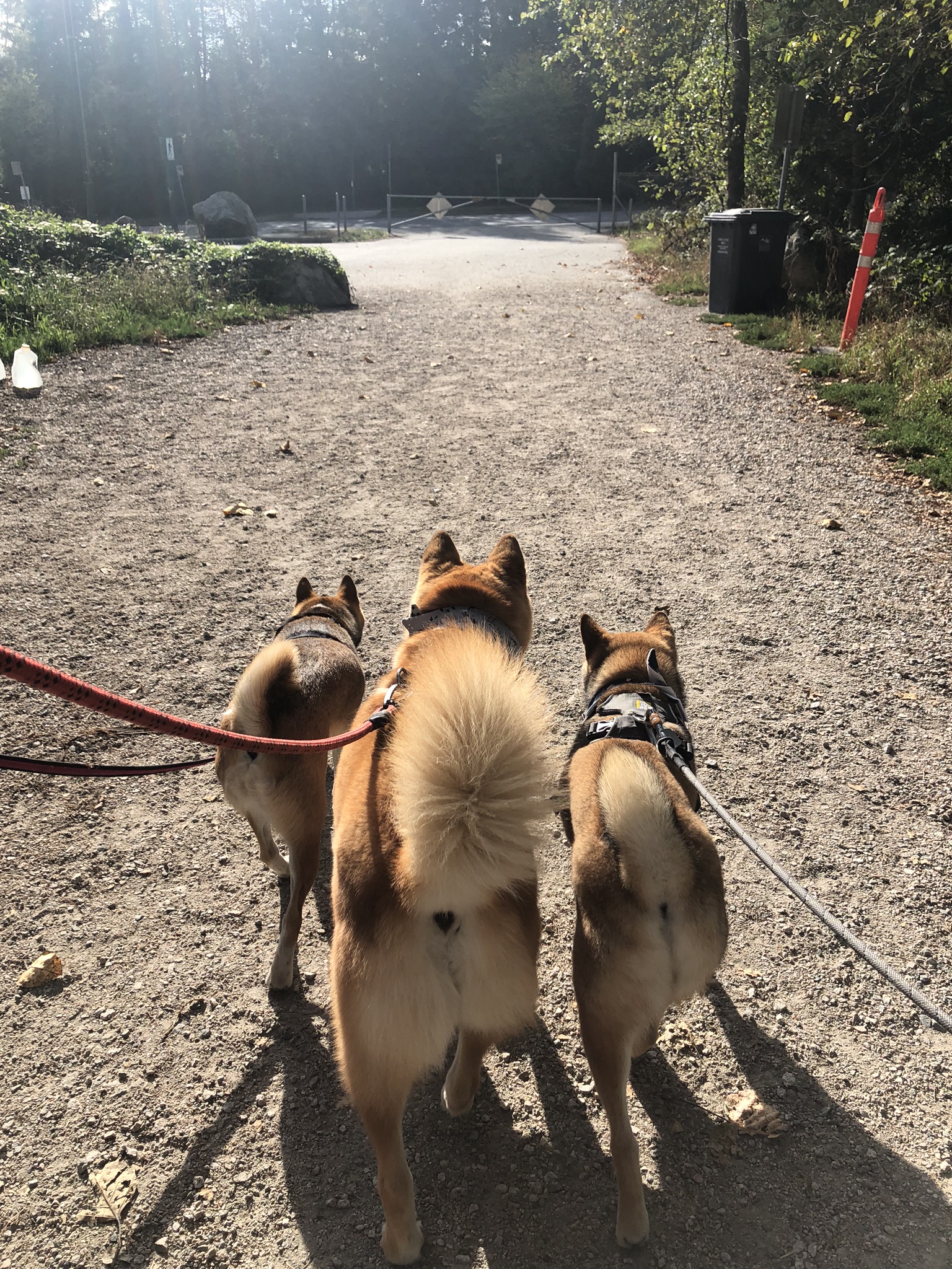 Markus (middle) walking closely with his dog friends