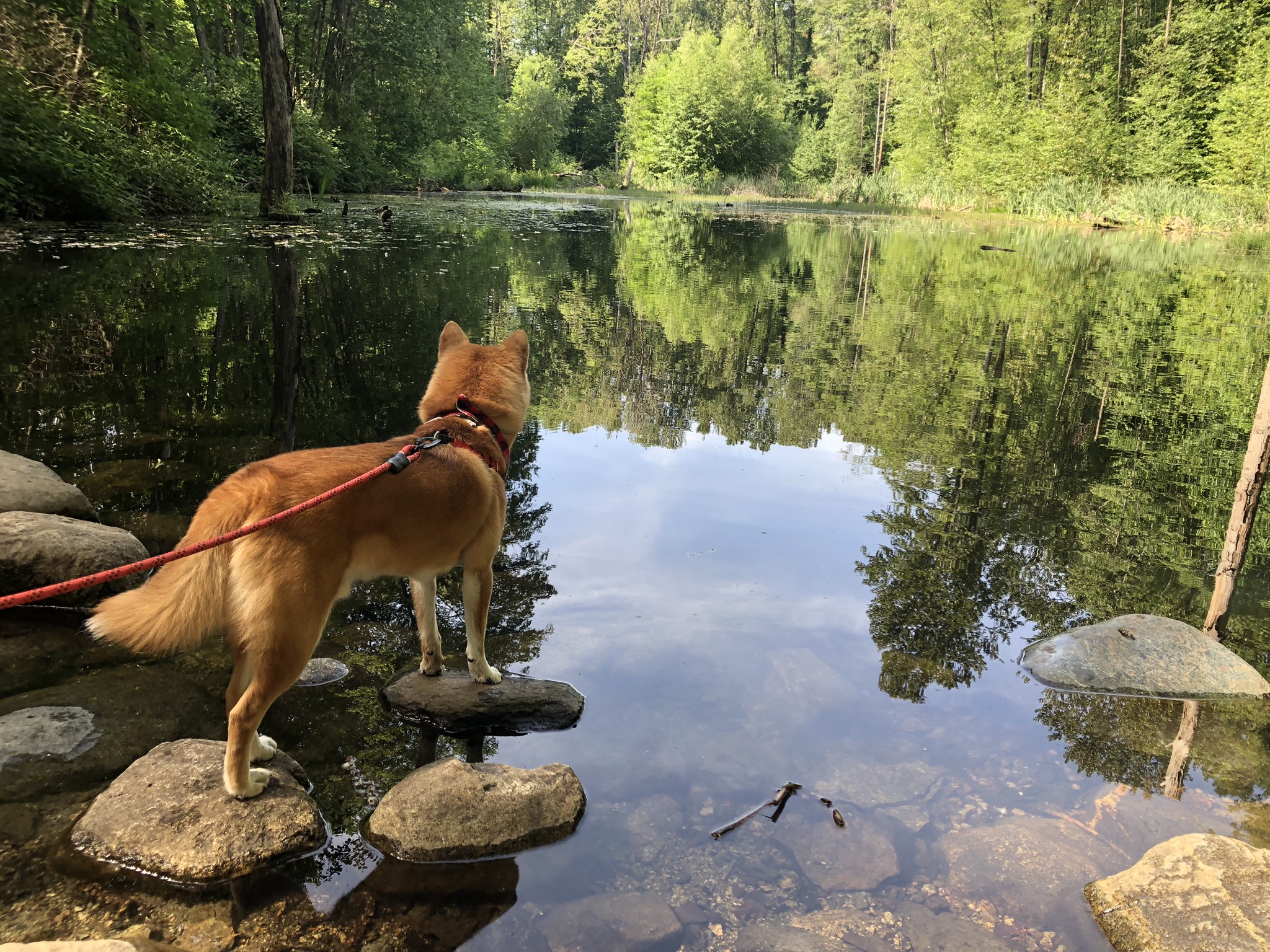 Markus standing on rocks watching the calmness of the pond at Everett Crowley Park
