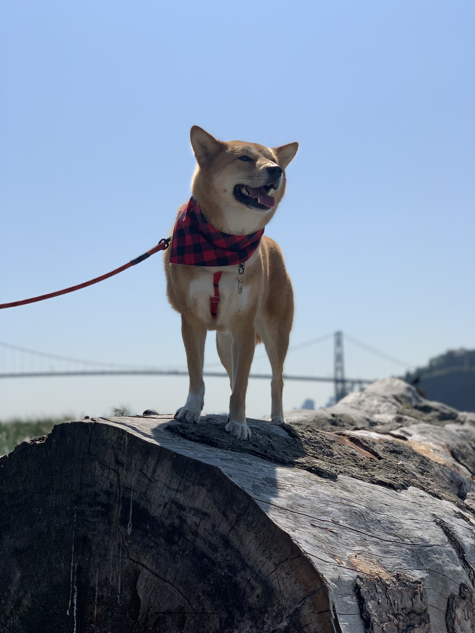 Ambleside Beach Park
