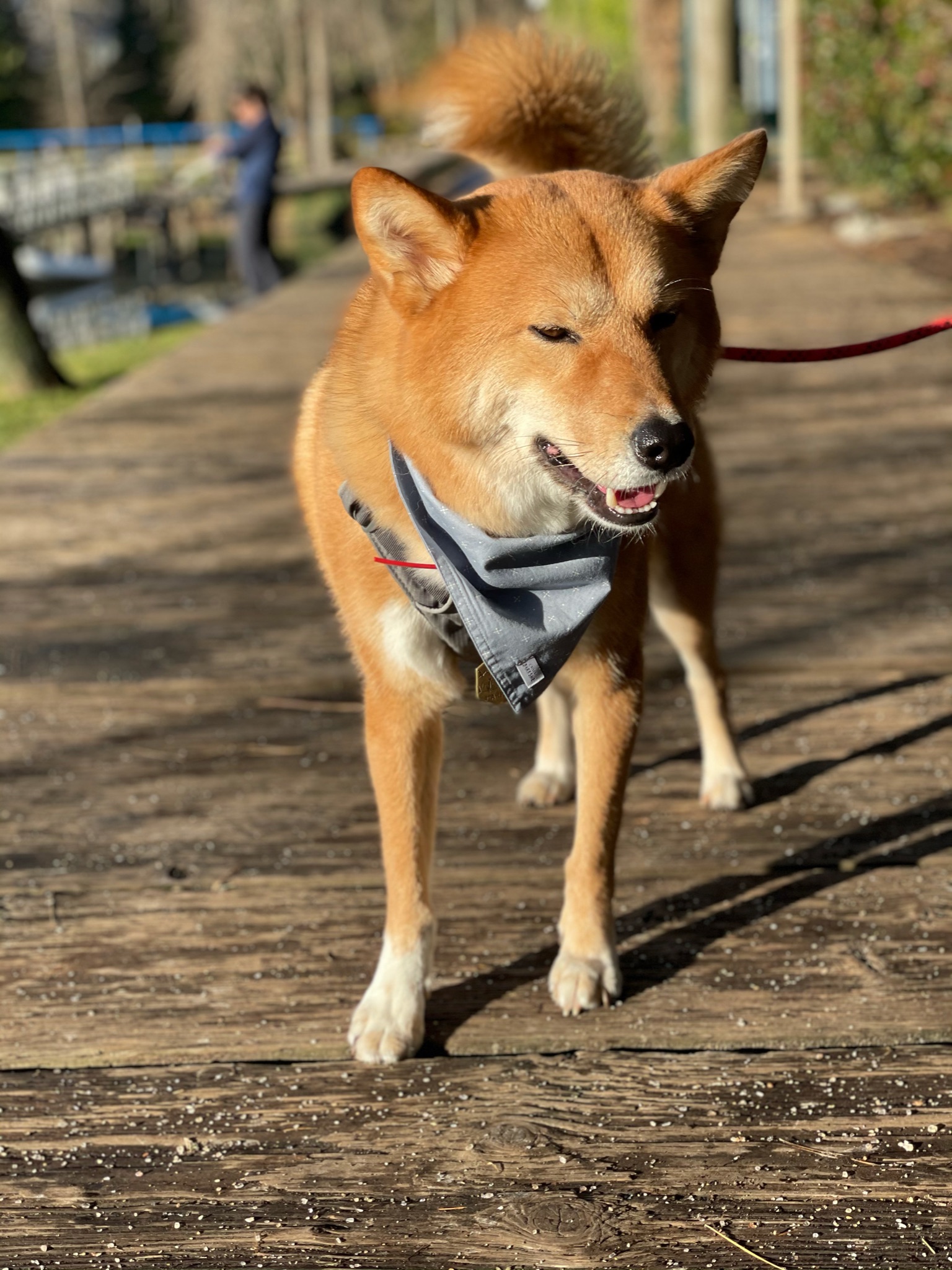 Markus walking along the wooden walkway