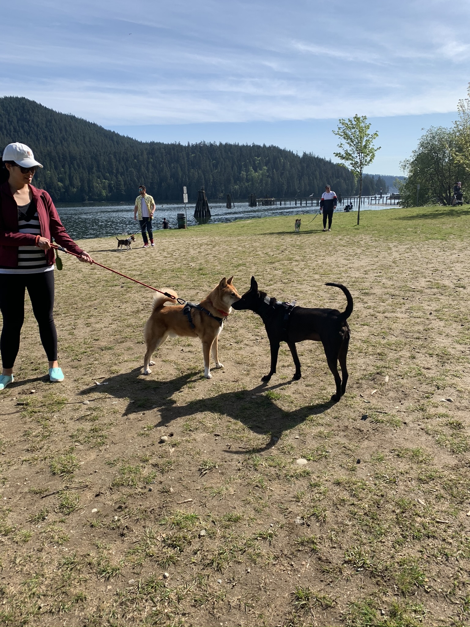 Markus meeting some new friends at the off-leash area at Barnet Marine Park