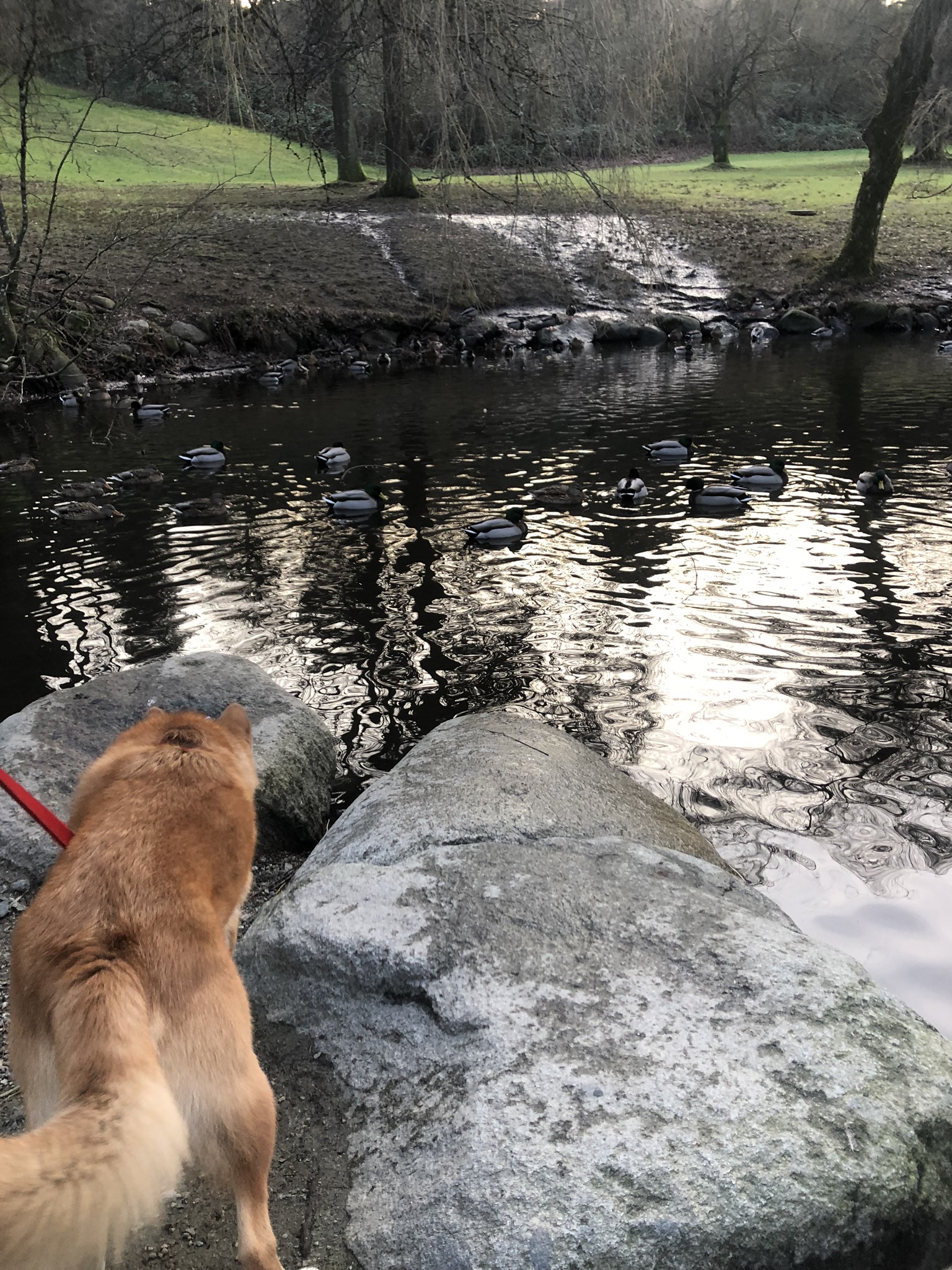 Markus eyeing the ducks in a pond at  Queen Elizabeth Park