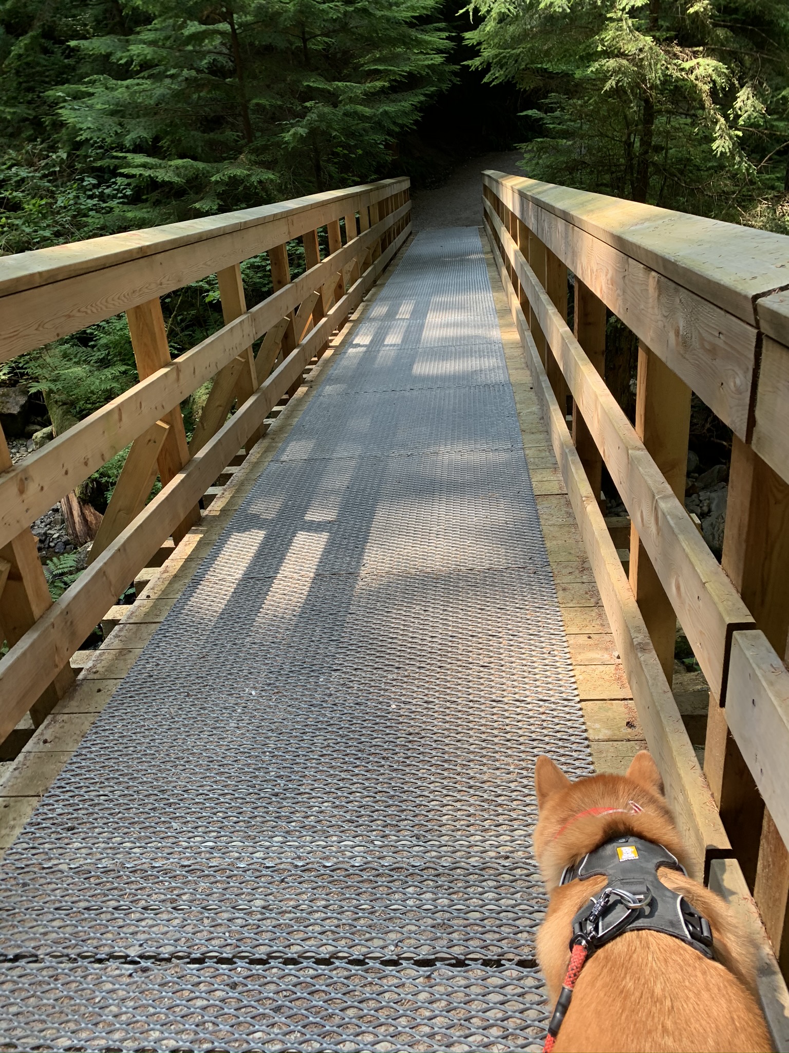 Markus doesn’t like walking on the metal part and will always walk on the side