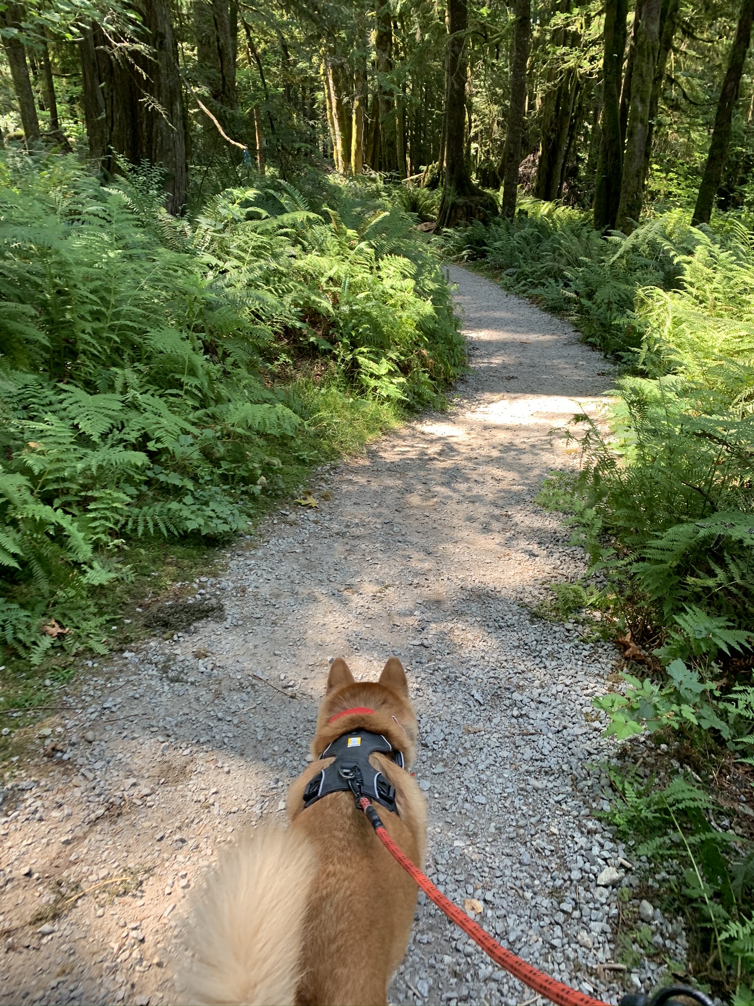 Markus walking along the path on Steelhead Falls Trail