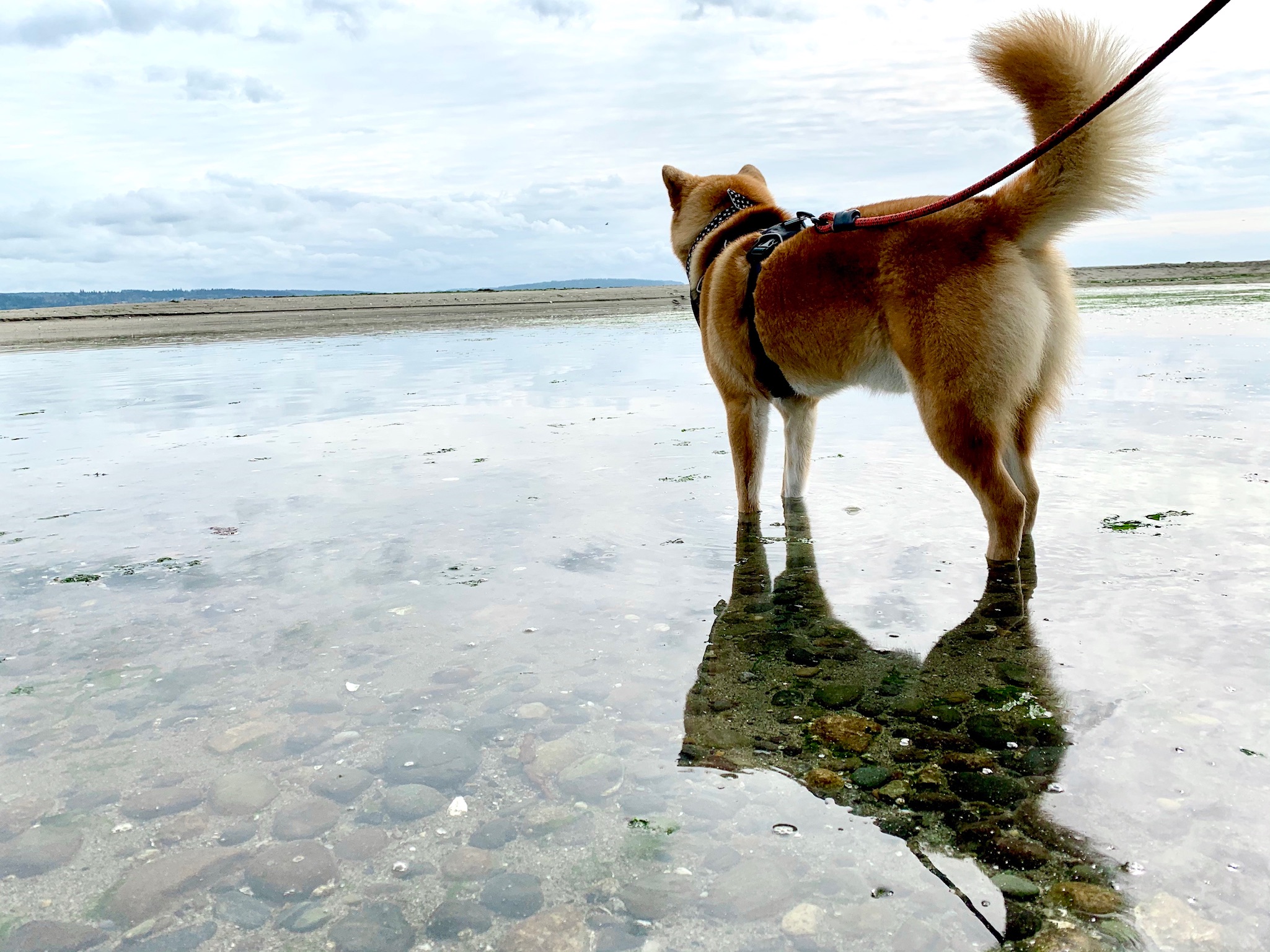 Markus getting his feet wet at Double Bluff Beach on Whidbey Island