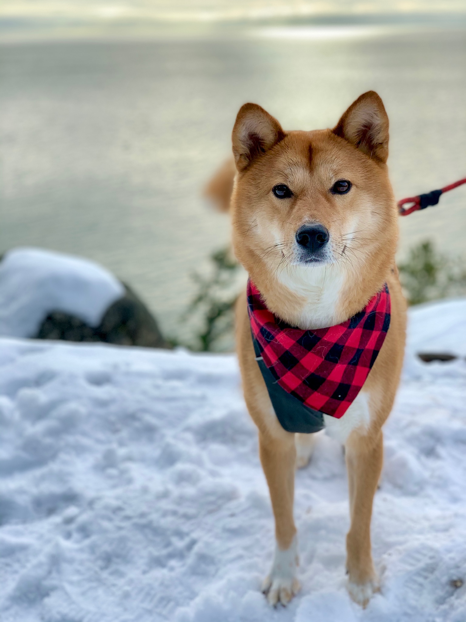 Product Review: Pine & Bone