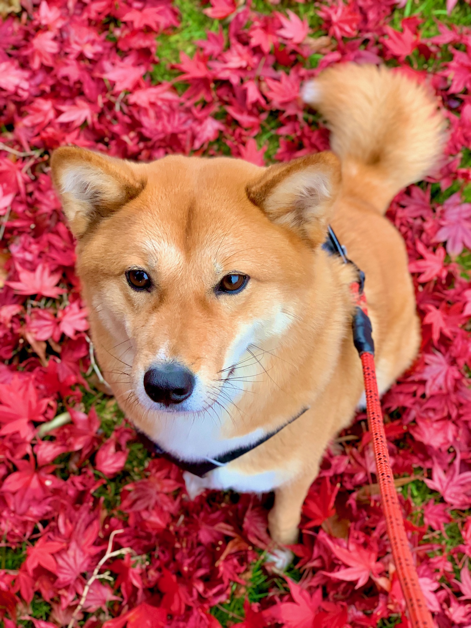 Trout Lake Park (John Hendry Park)