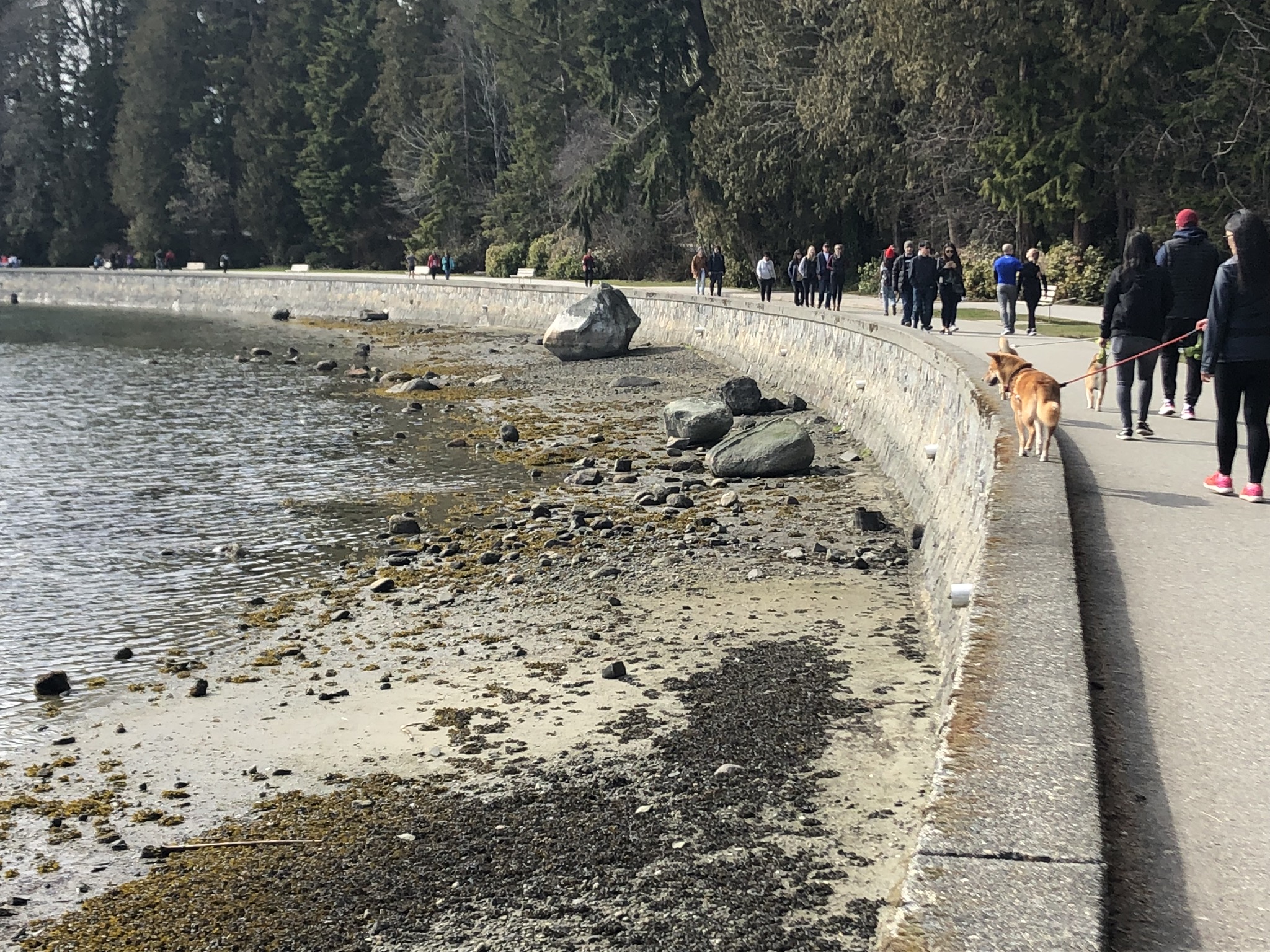 Markus walking along the wall of the Seawall in Stanley Park during low tide