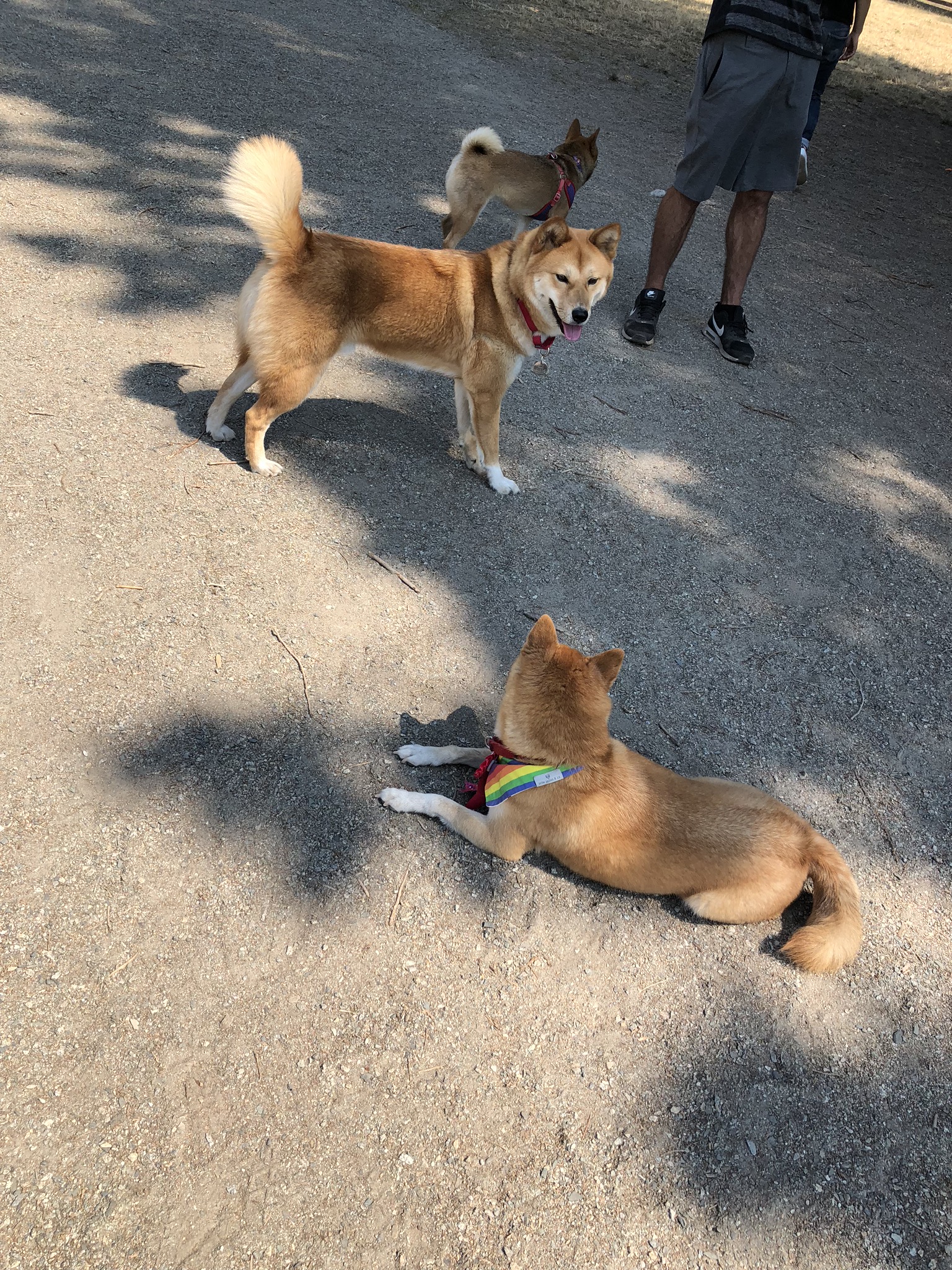 Markus (middle) playing with his friends at  David Gray Park