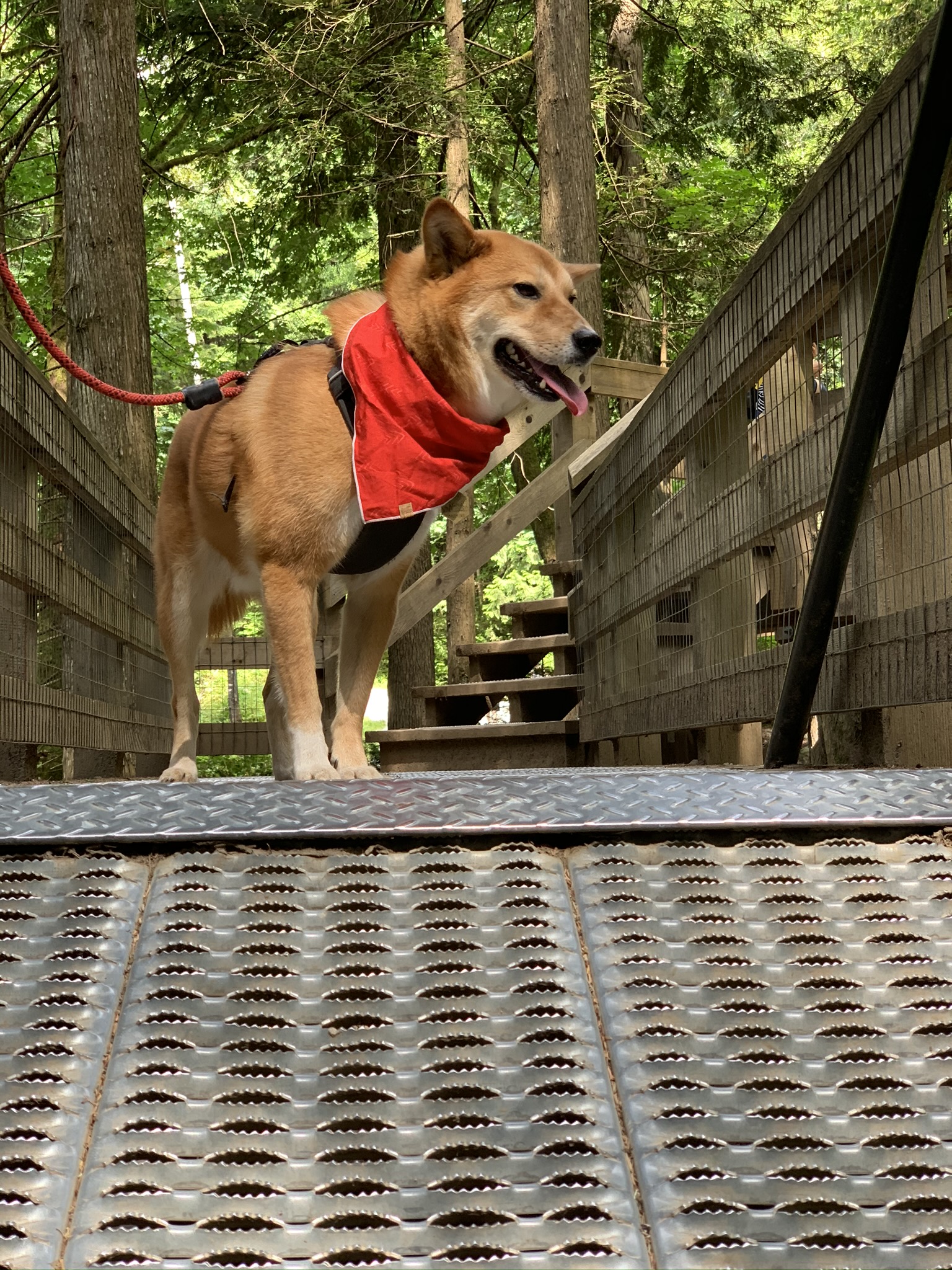 Markus refusing to step on the pointy metal suspension bridge at Cascade Falls