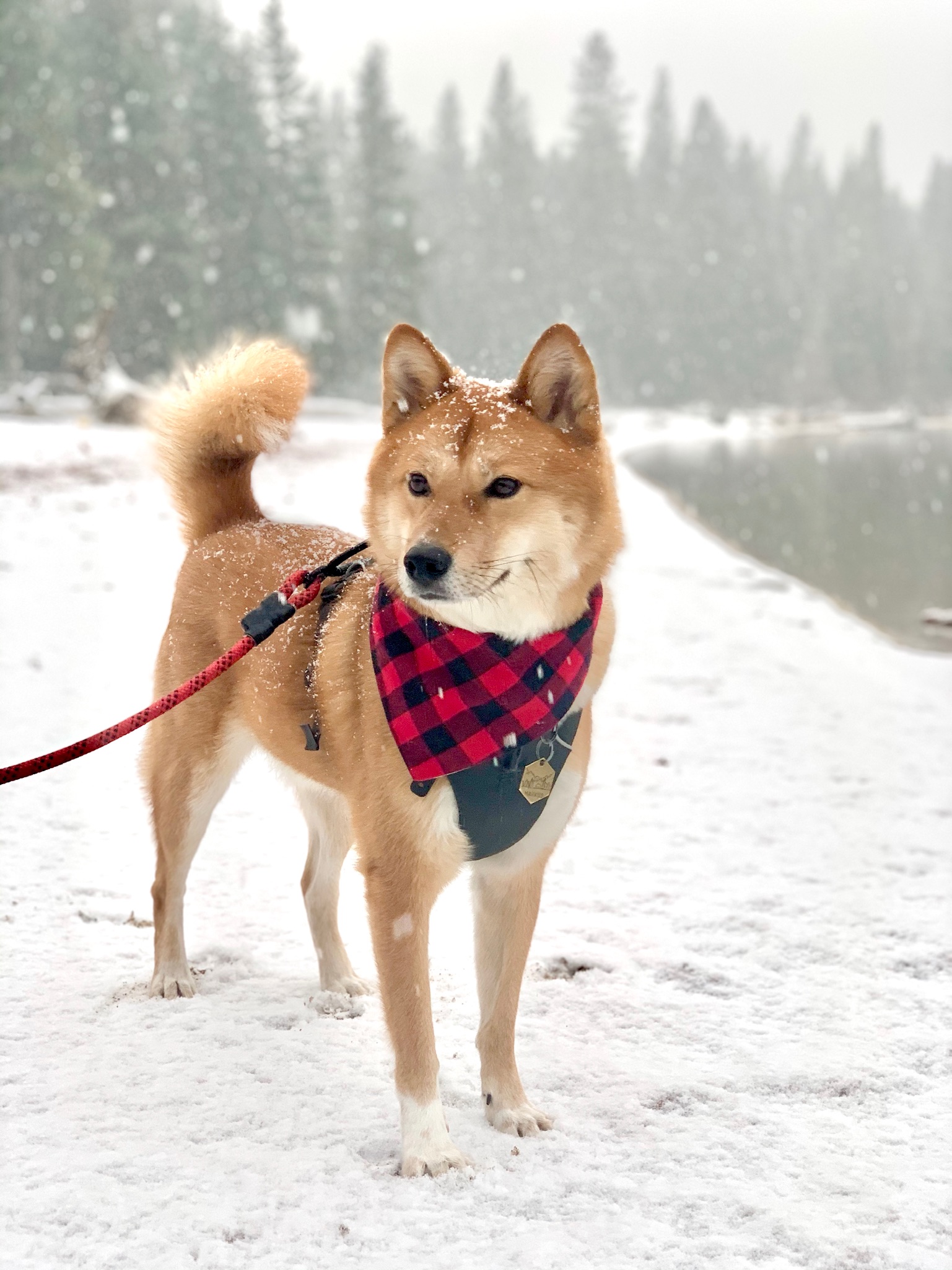 Product Review: Litto Howler