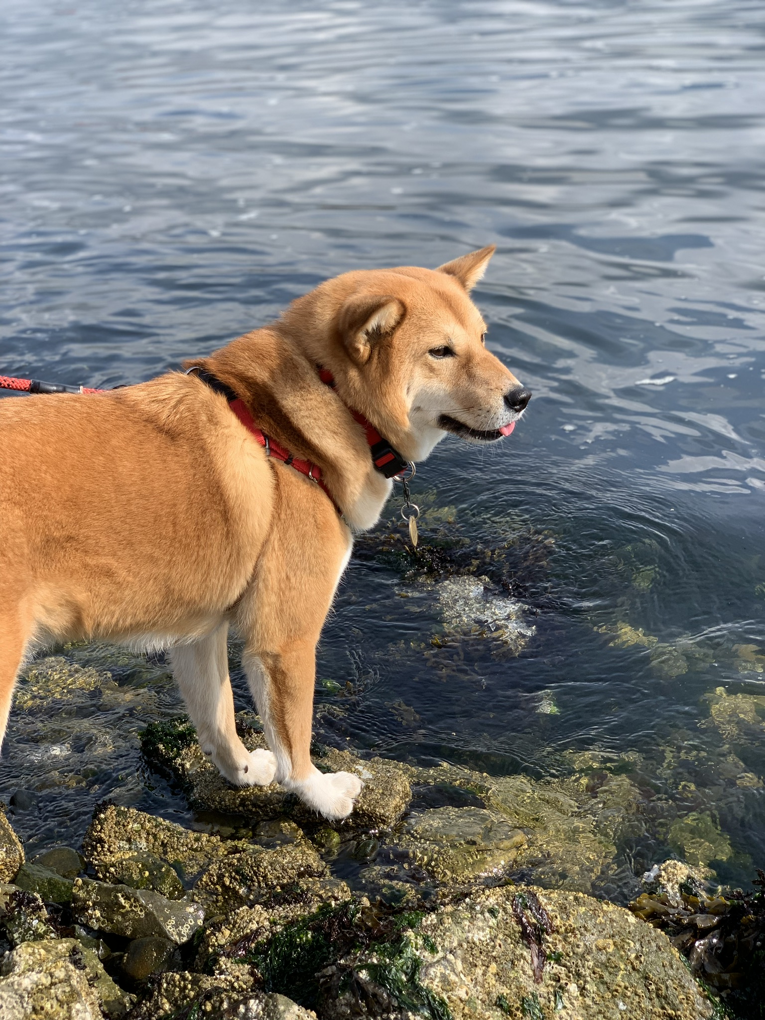 Markus standing on the rocks to avoid the water at Kings Mill Walk Park Off-Leash Area