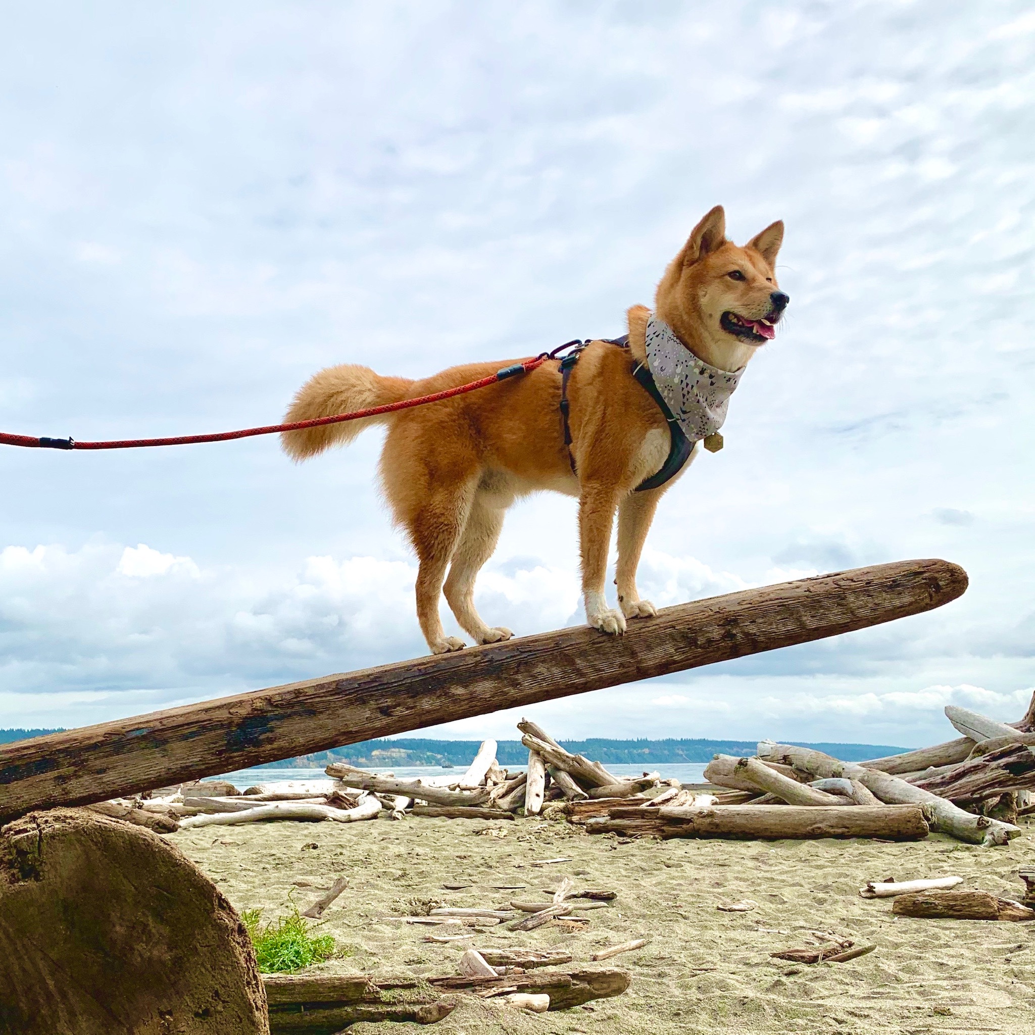 Markus standing on a plank that’s being lifted up by another log on Double Bluff Beach on Whidbey Island