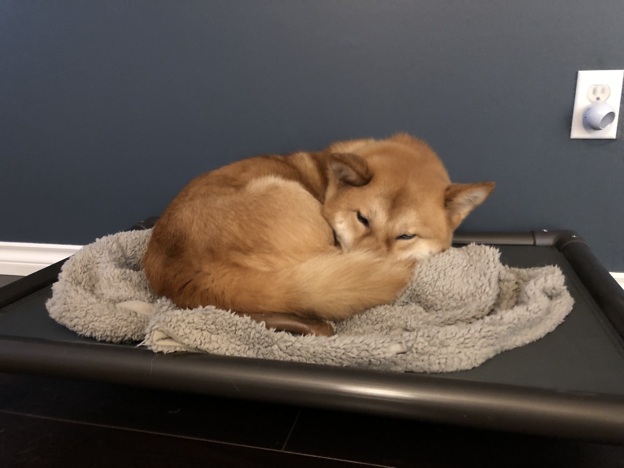 Becoming Territorial, What's in the Box, Trimming Nails, Chew Toys and the Jindonut