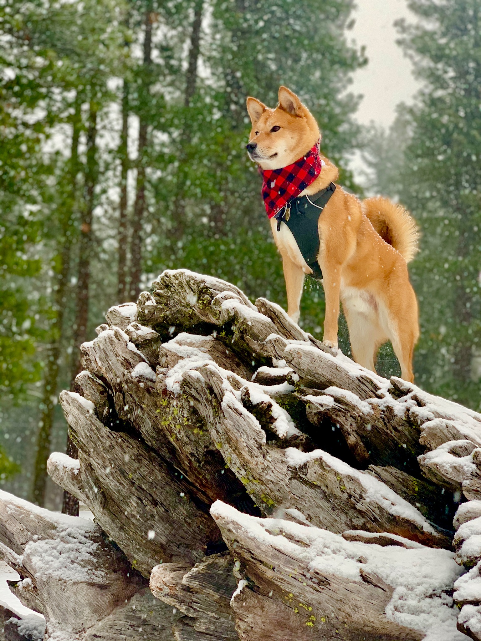 Lake Wenatchee State Park