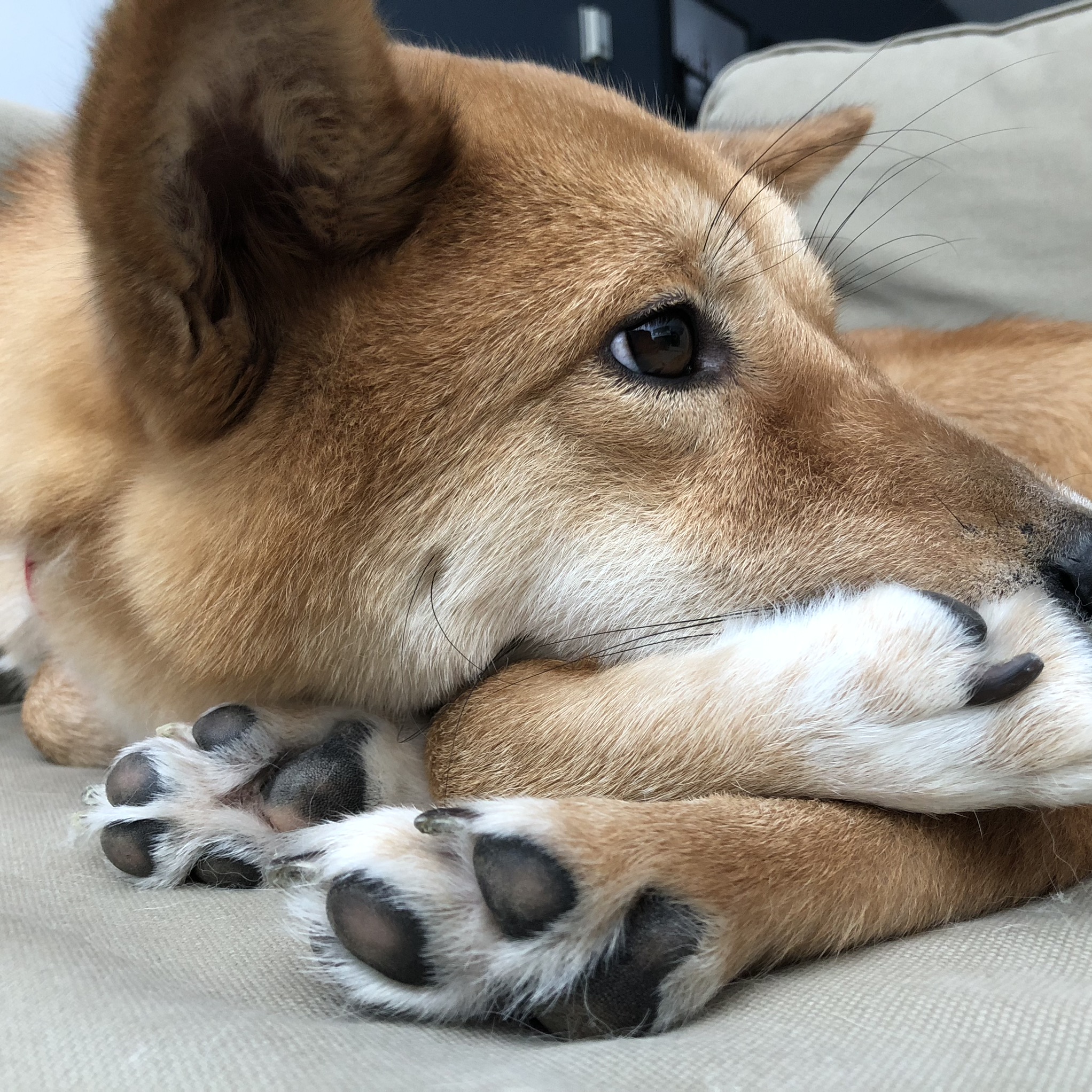 Markus getting us to try and figure out how to get to his nails while sitting like a pretzel