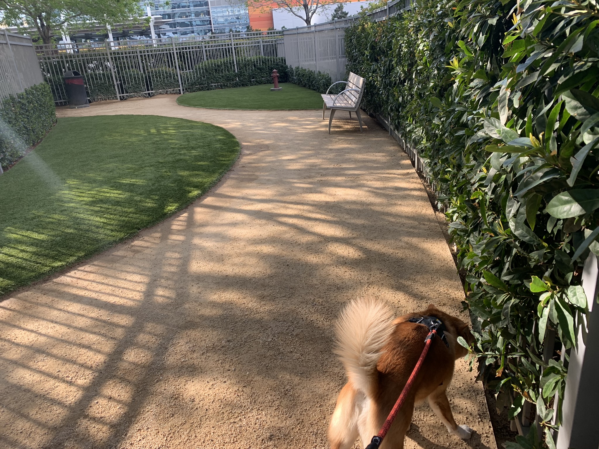 Markus sniffing around at the Vdara Dog Park