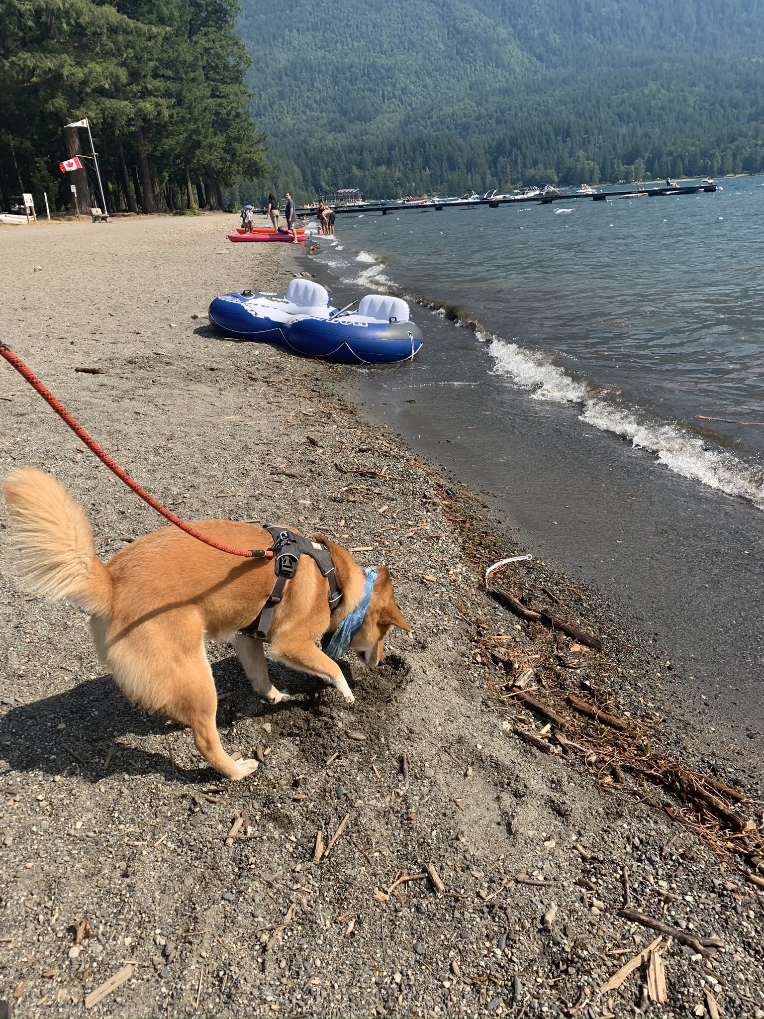 Markus trying to figure out the smells on the beach at Cultus Lake Beach Off-Leash Dog Park