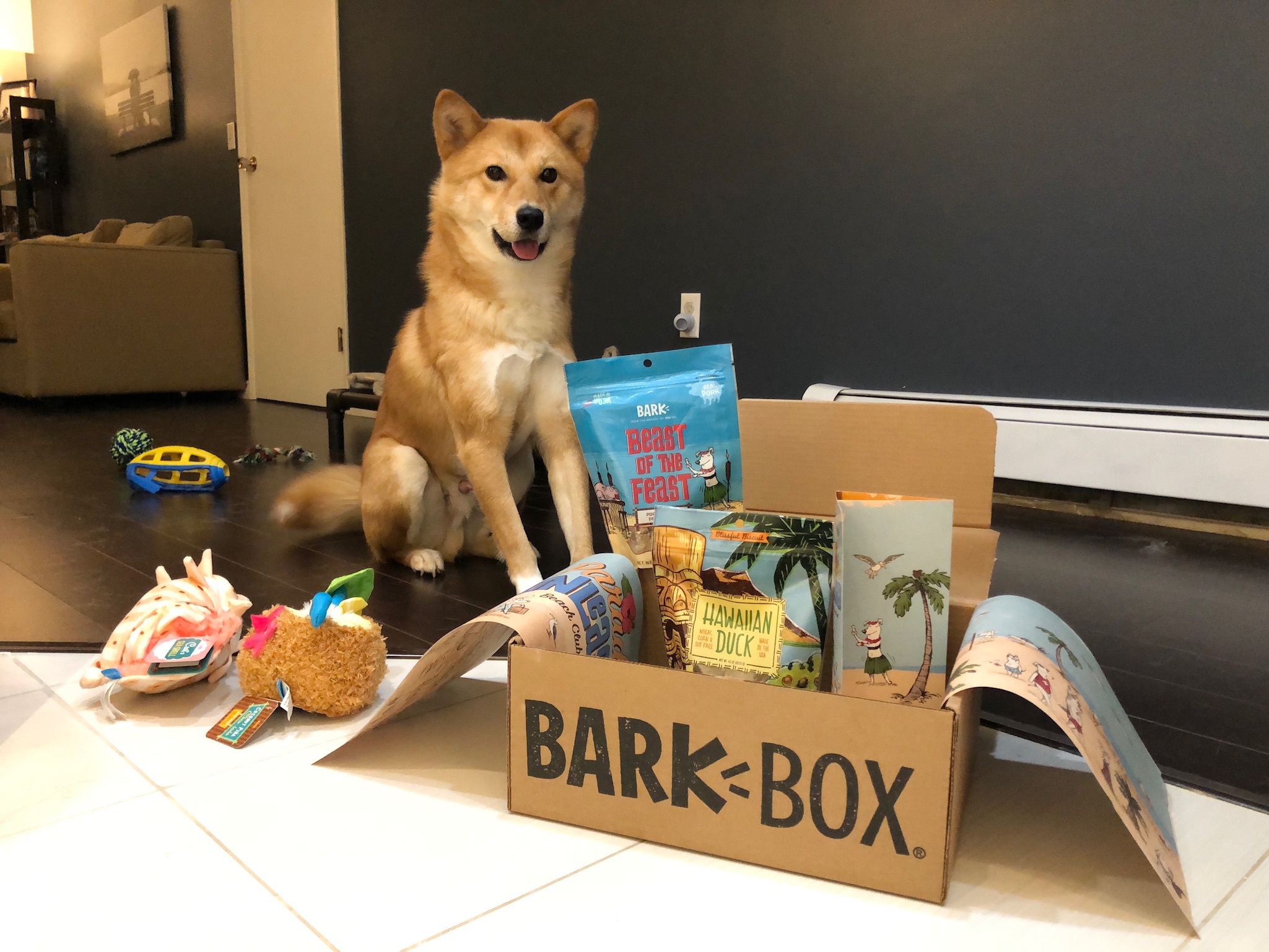 The Anal Glands Thing, BarkBox and Shiba Friends