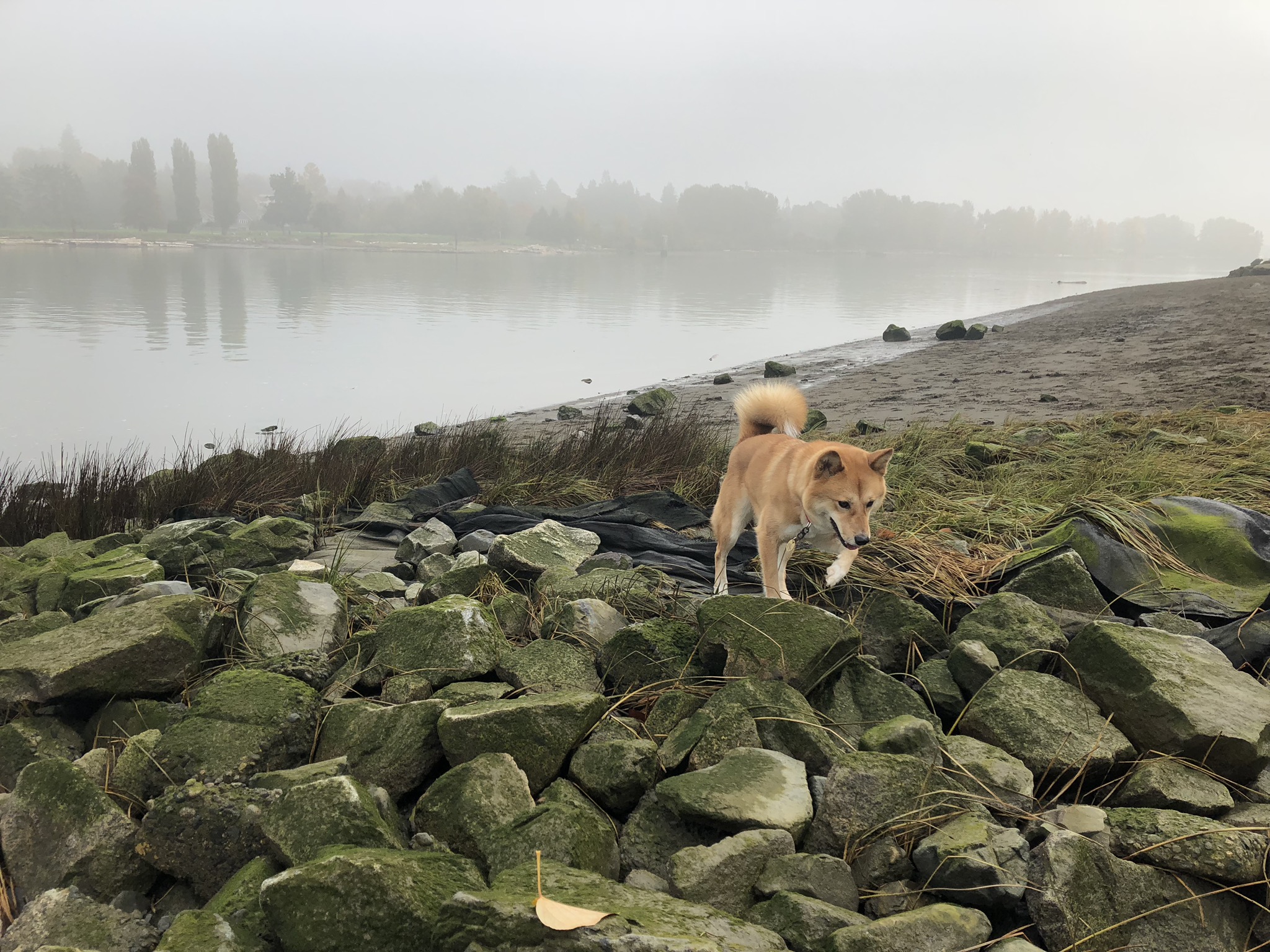 Markus hopping around the rocks at McDonald Beach Park