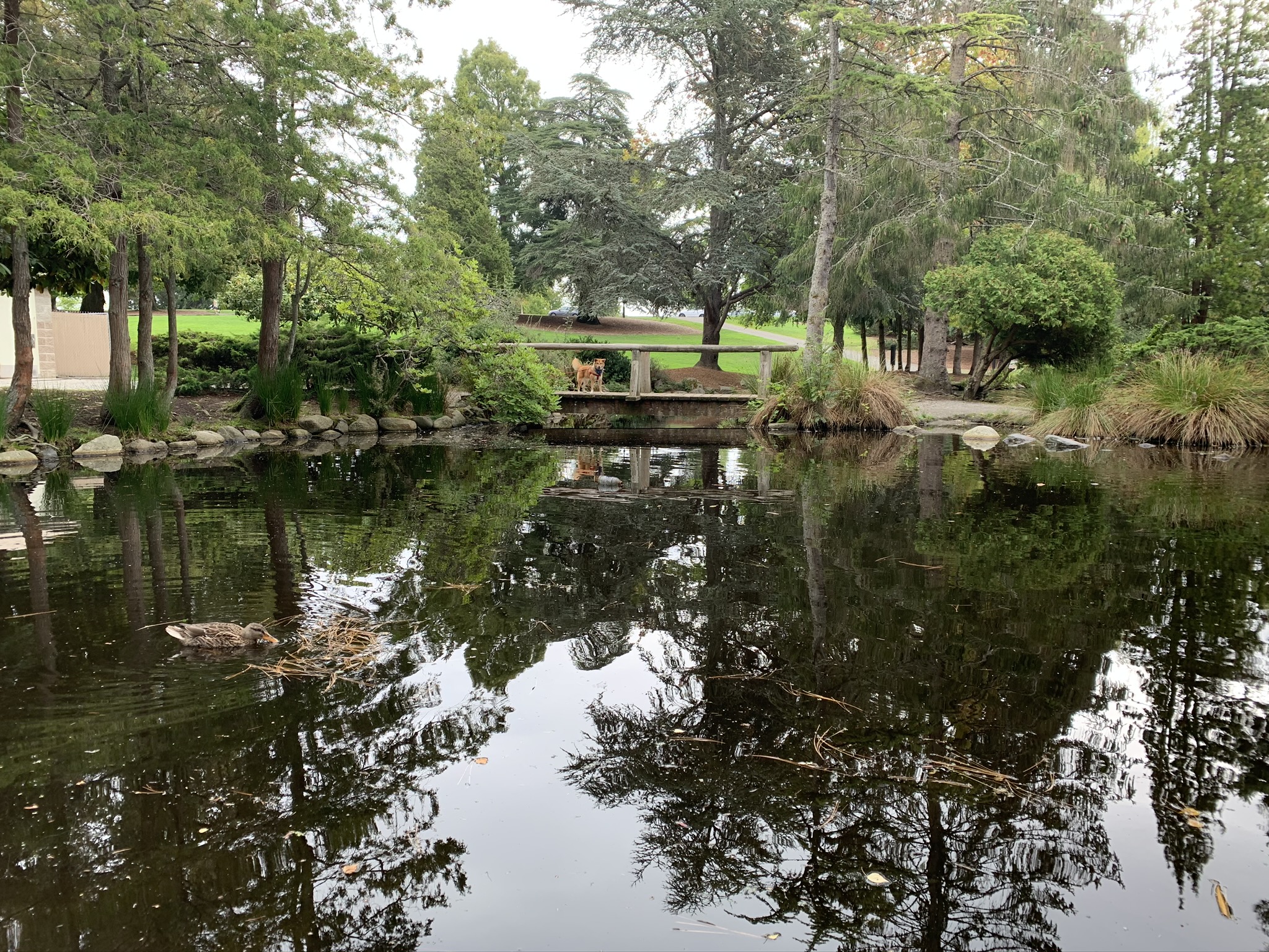 Can you see Markus? He’s standing on a bridge at the Point Defiance Rose Garden