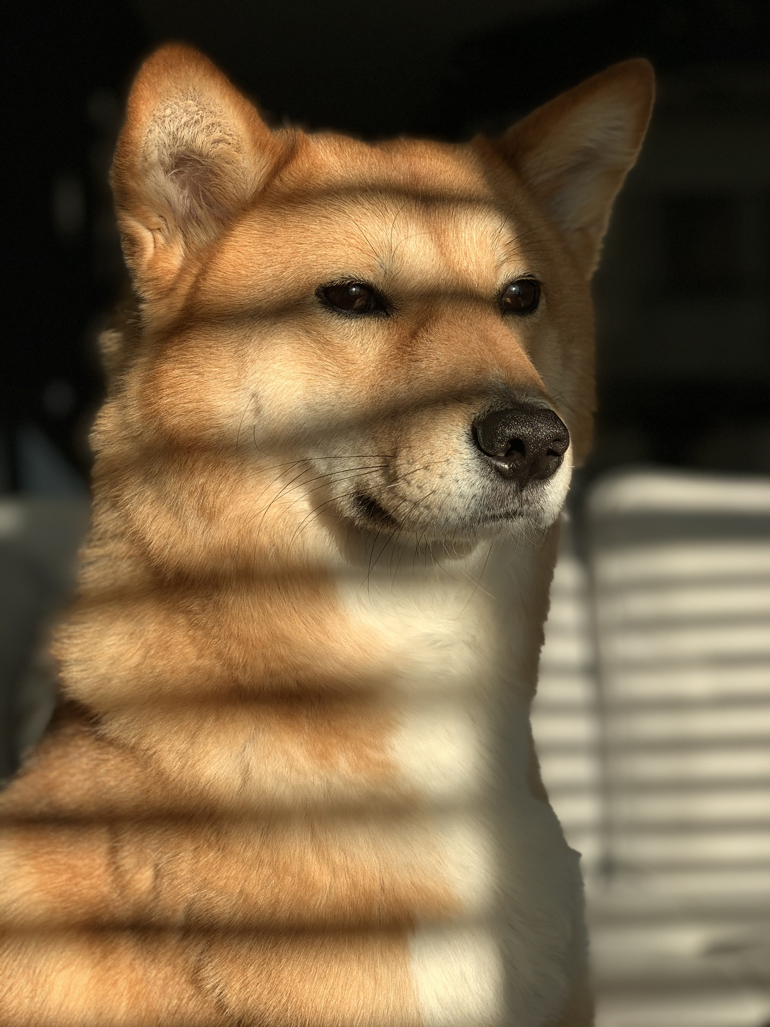 Markus watching the darn kids play outside while he’s staying indoors