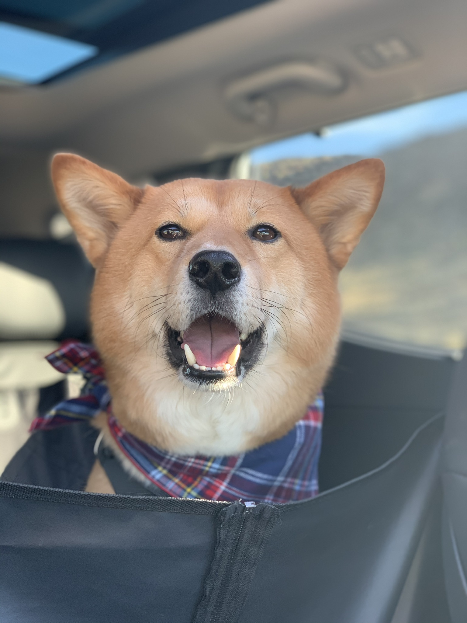 Markus trying his best to look out the window from the backseat