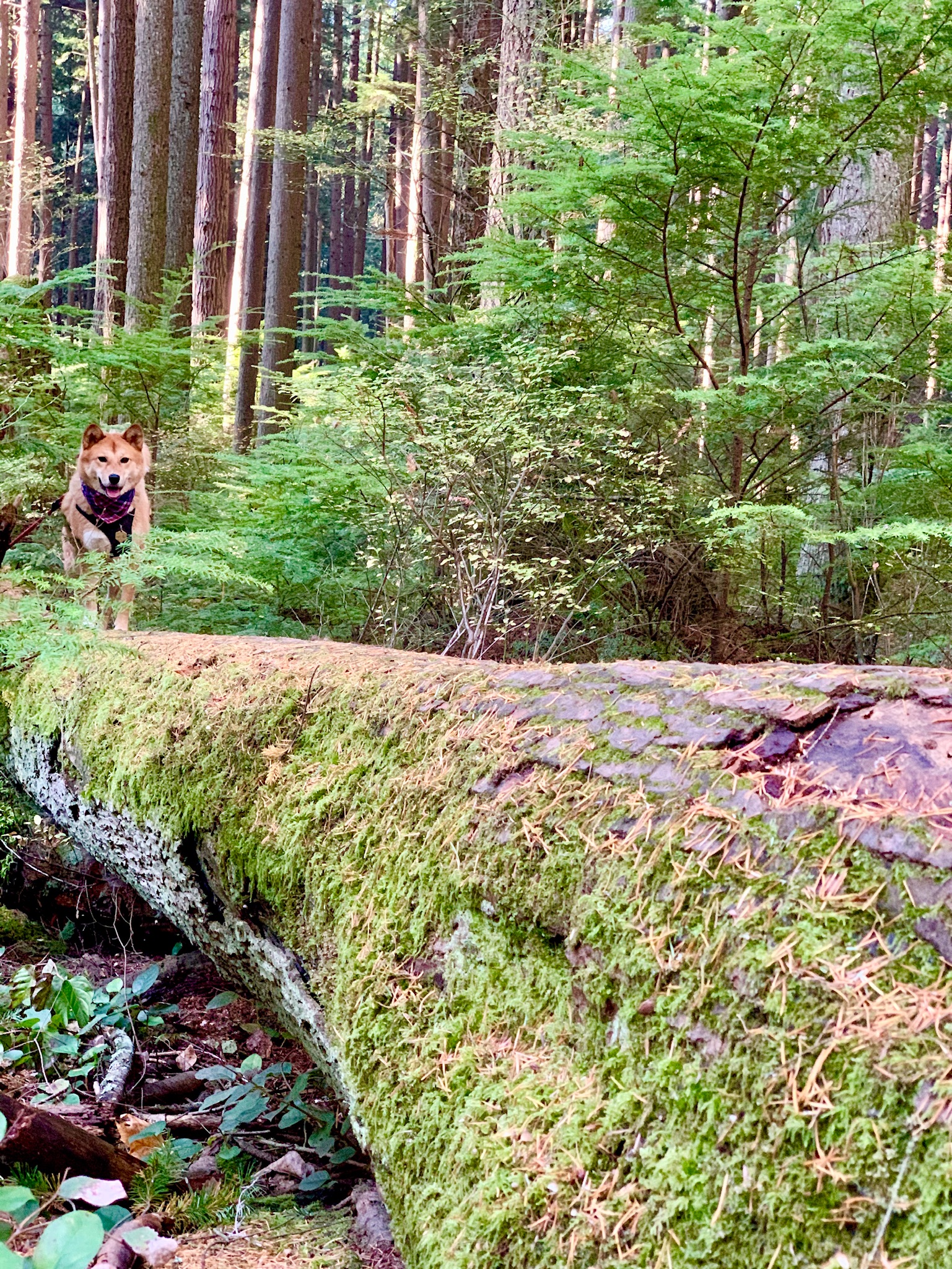 Markus finding a shortcut and cutting on top of the trees at the Pacific Spirit Regional Park (South)