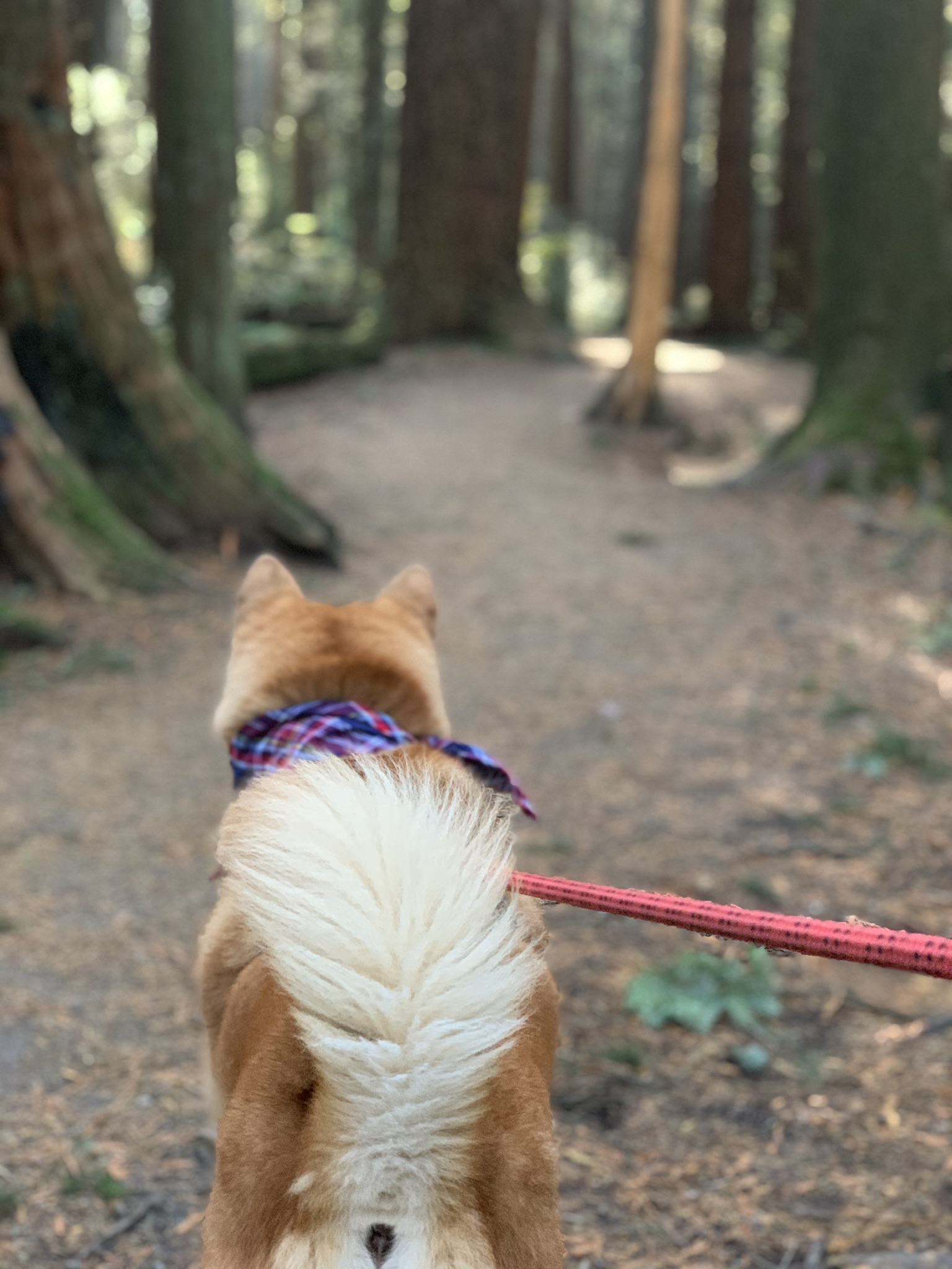Pacific Spirit Regional Park (South)