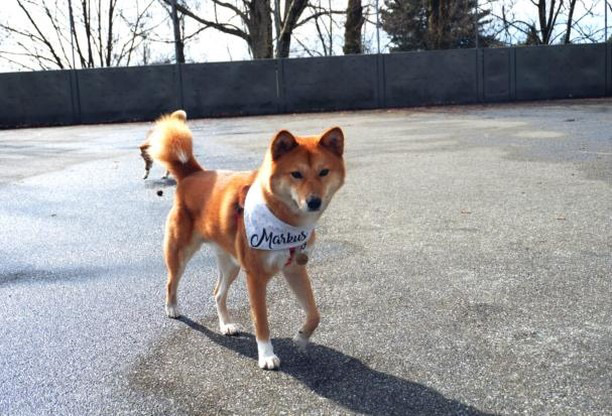 The Mouse Thing, the Hockey area, Travelling with Raw and the Turkey Diet