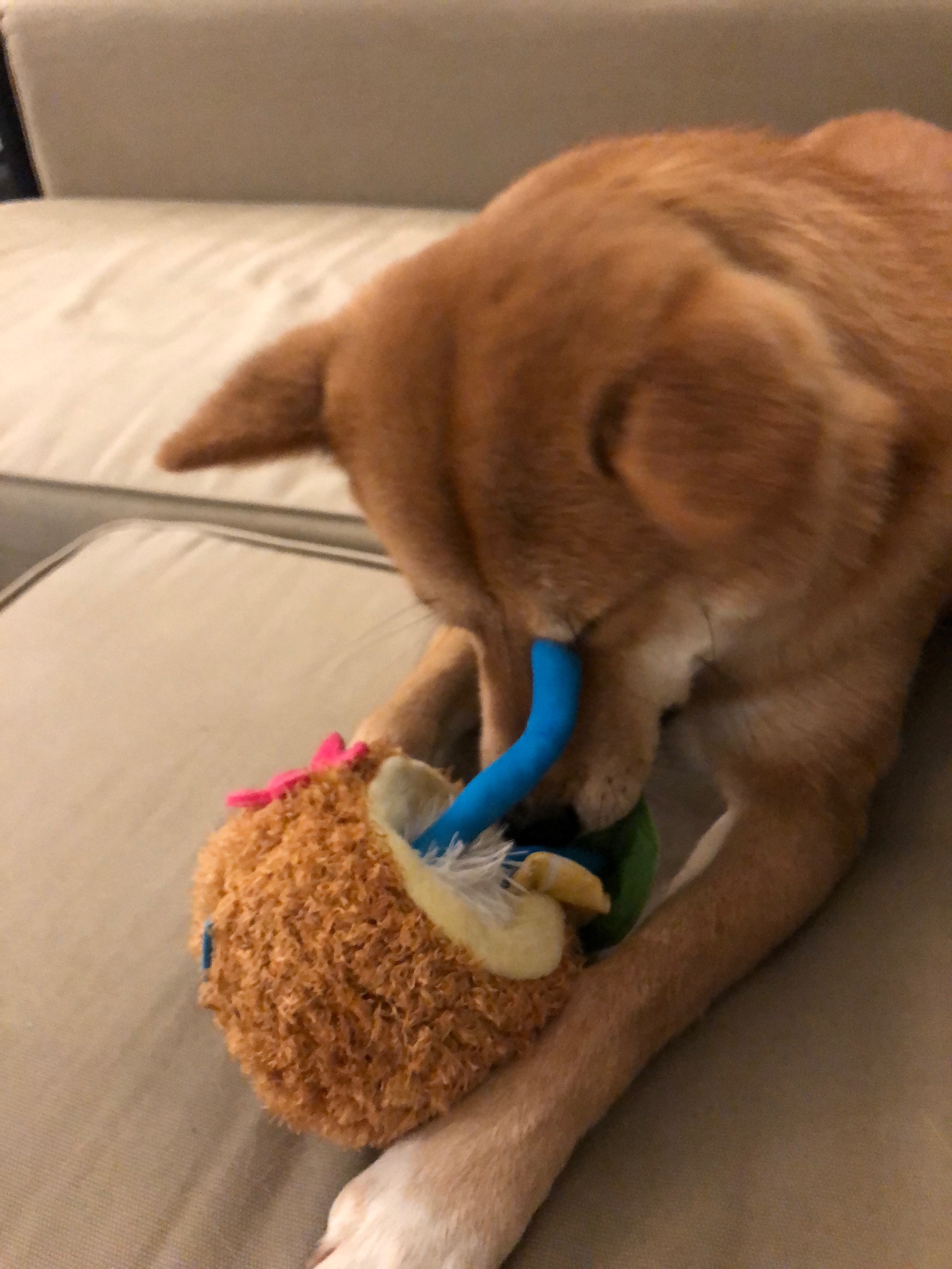 Markus drunk on one too many Piña Chewladas from his BarkBox