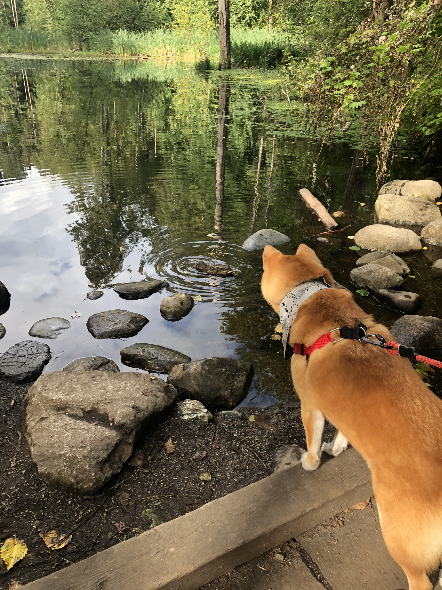 Markus eyeing a duck from a bridge at the pond in Everett Crowley Park