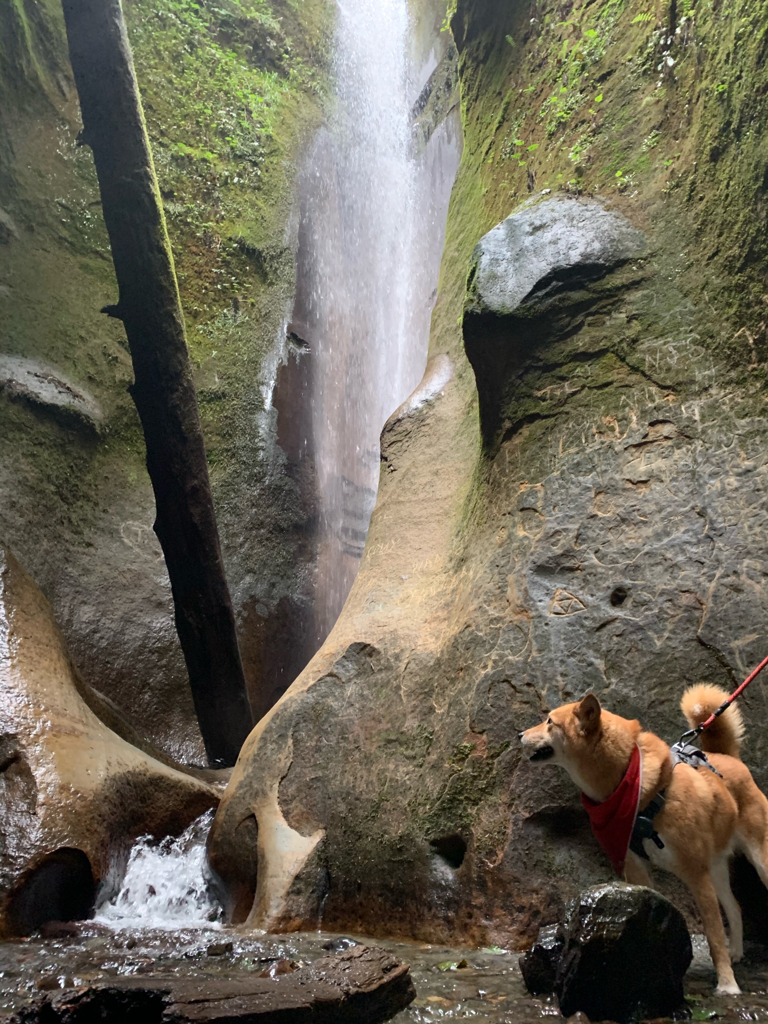 Markus watching the hidden waterfalls by Sombrio Beach