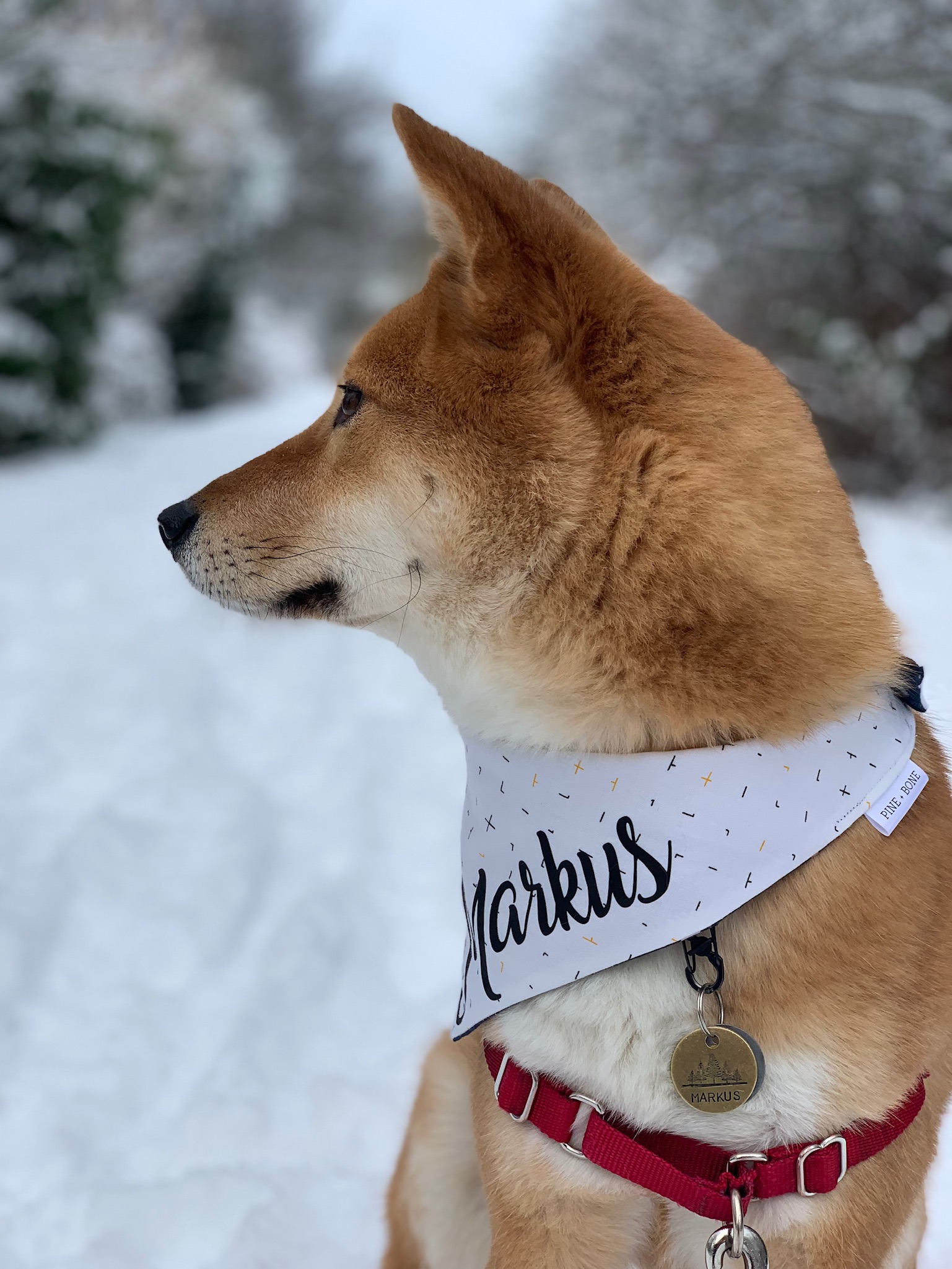 The  Easy Walk Harness by PetSafe  bounds a bit too tightly around Markus front legs