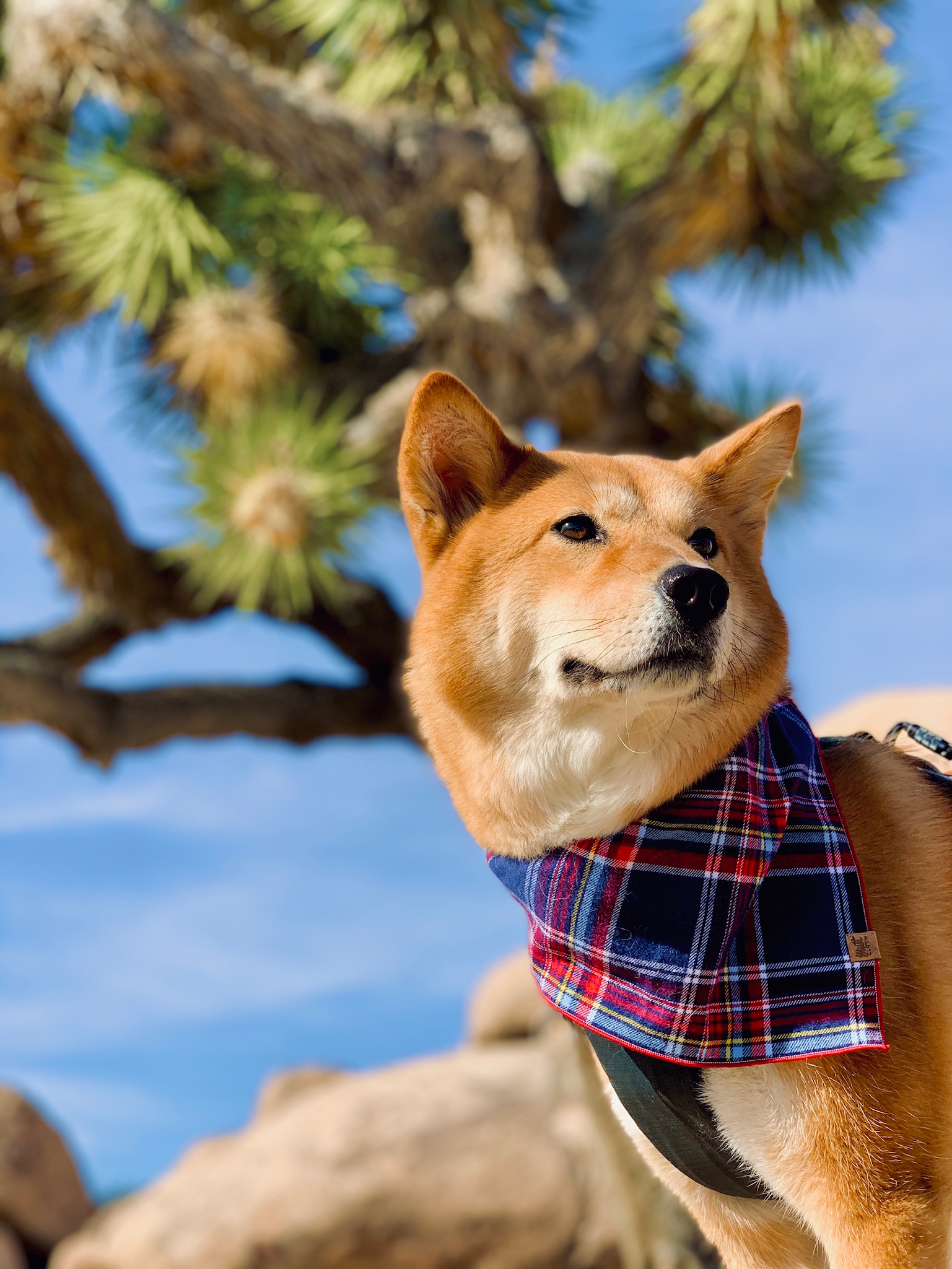 Markus posing under a Joshua Tree at the Joshua Tree National Park