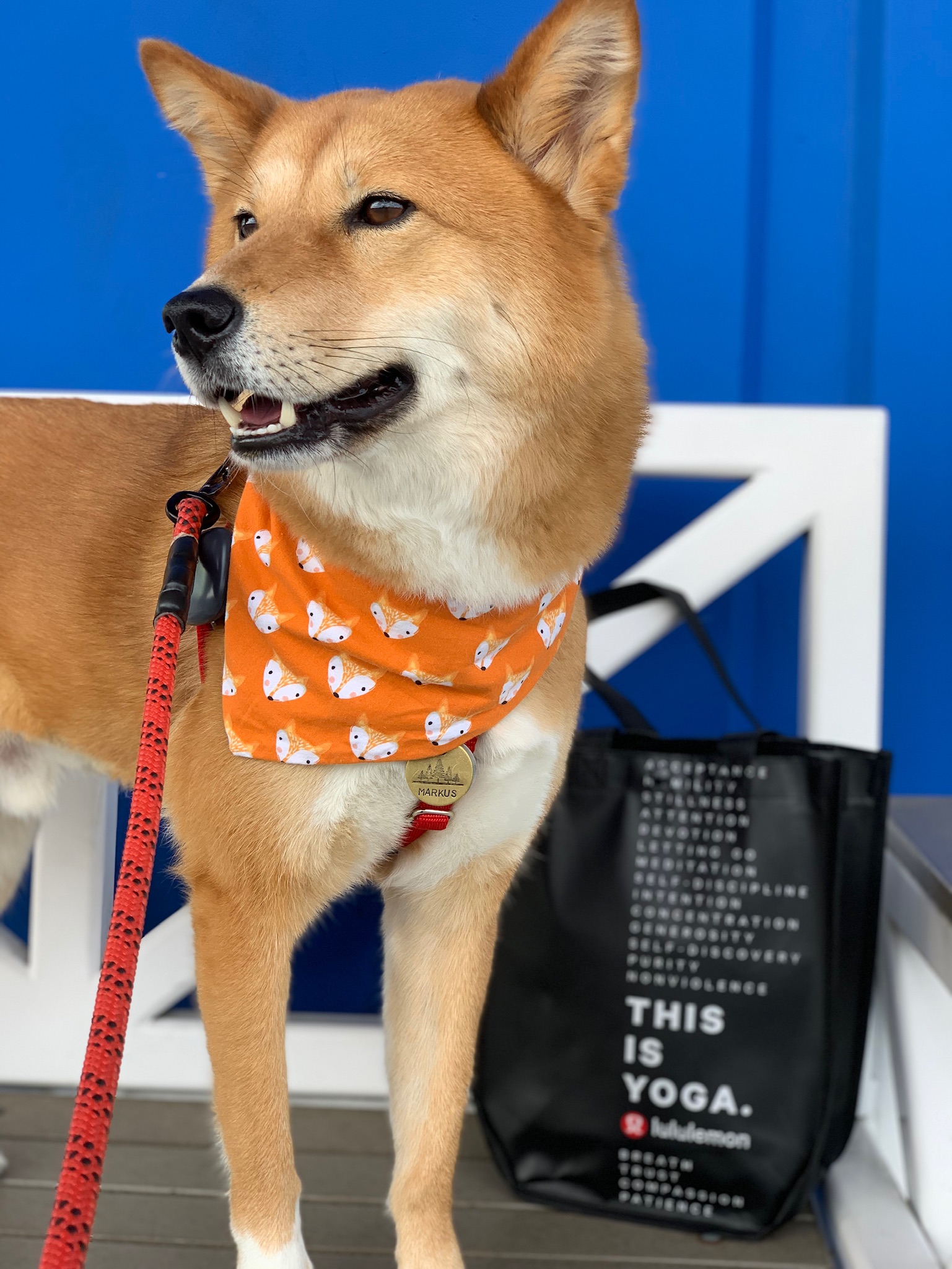 SMASHpaw tags, the Shiba Meetup and Bathing Markus
