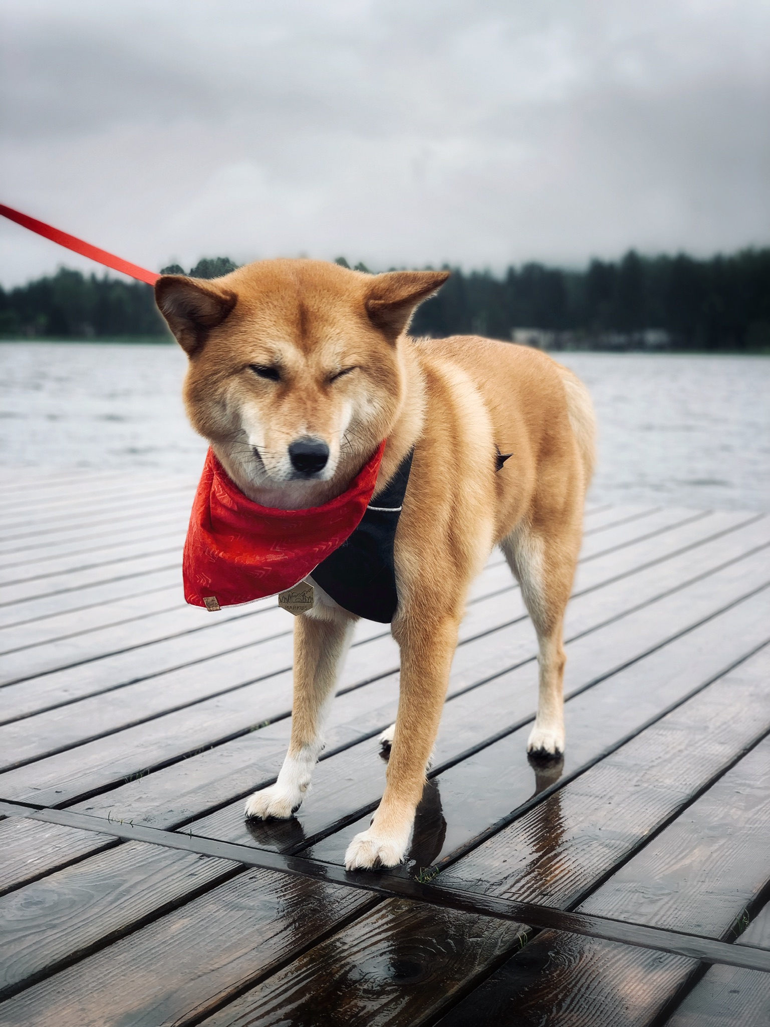 Markus not liking the rain and how long we’re taking to take a photo of him on the dock at Rainbow Park