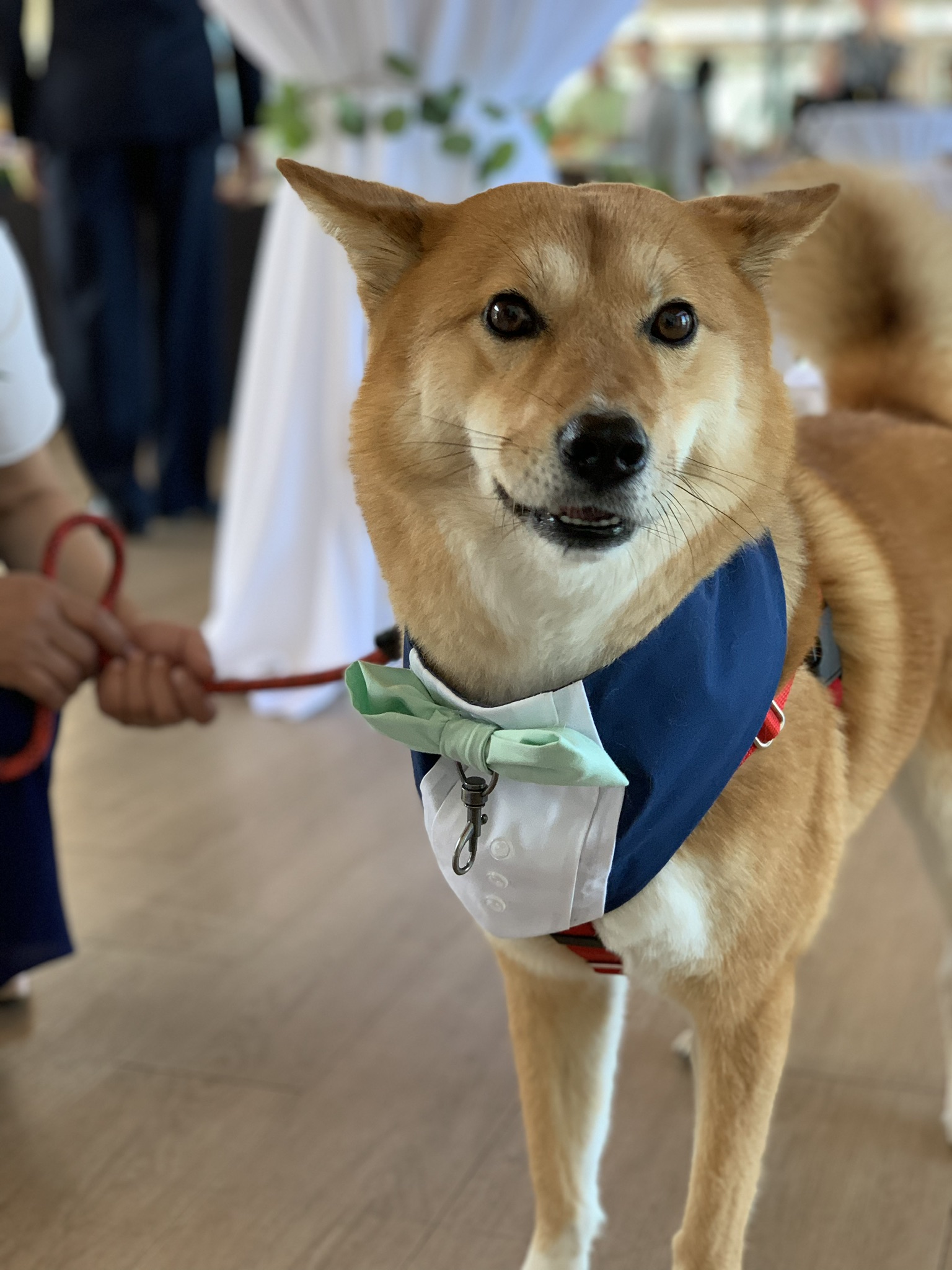 Markus looking dapper in his Ring Dog getup