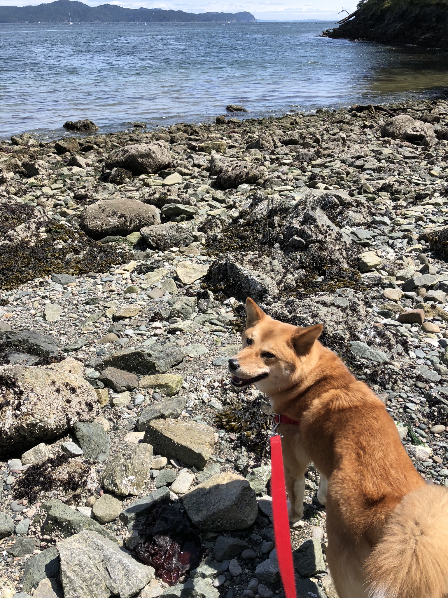 Markus at the beach with his  Easy Walk Harness by PetSafe